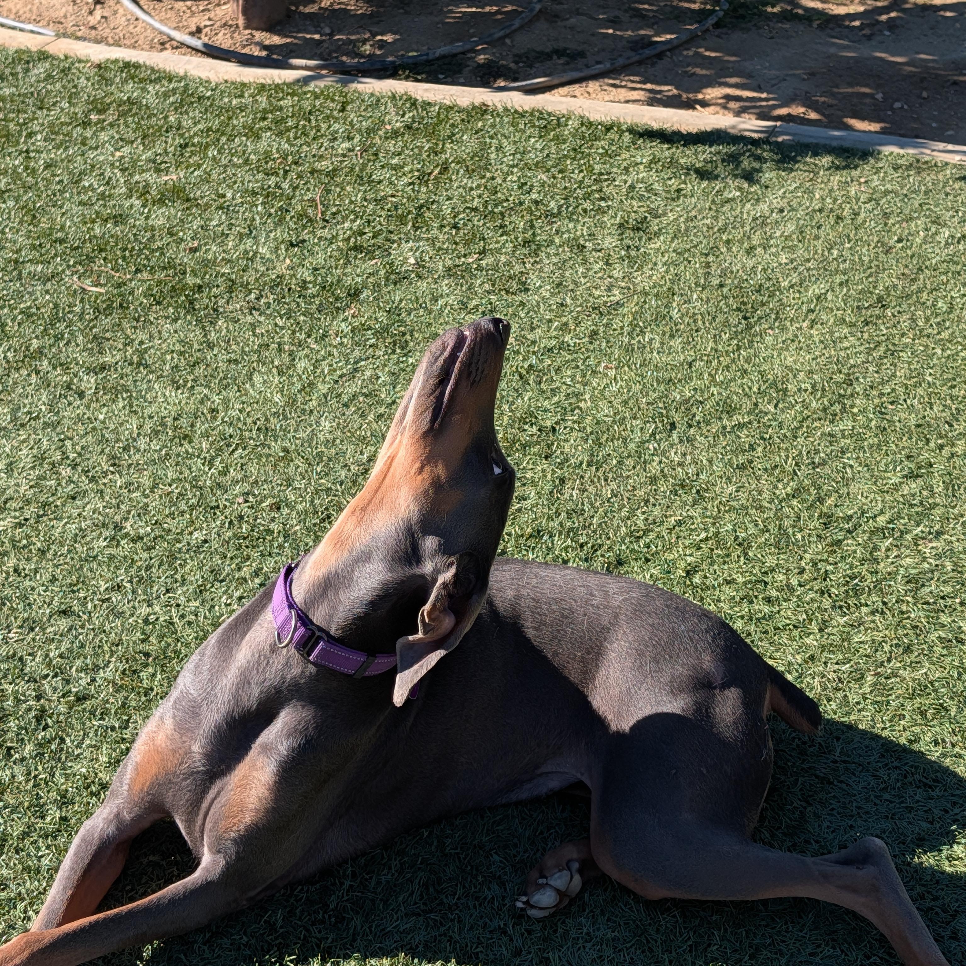 Enlarge Lyla, a Adoptable Doberman Pinscher in Perris, CA image 3/6