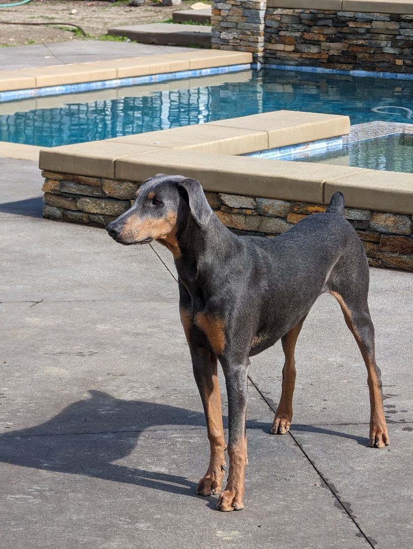 Enlarge Lyla, a Adoptable Doberman Pinscher in Perris, CA image 1/6