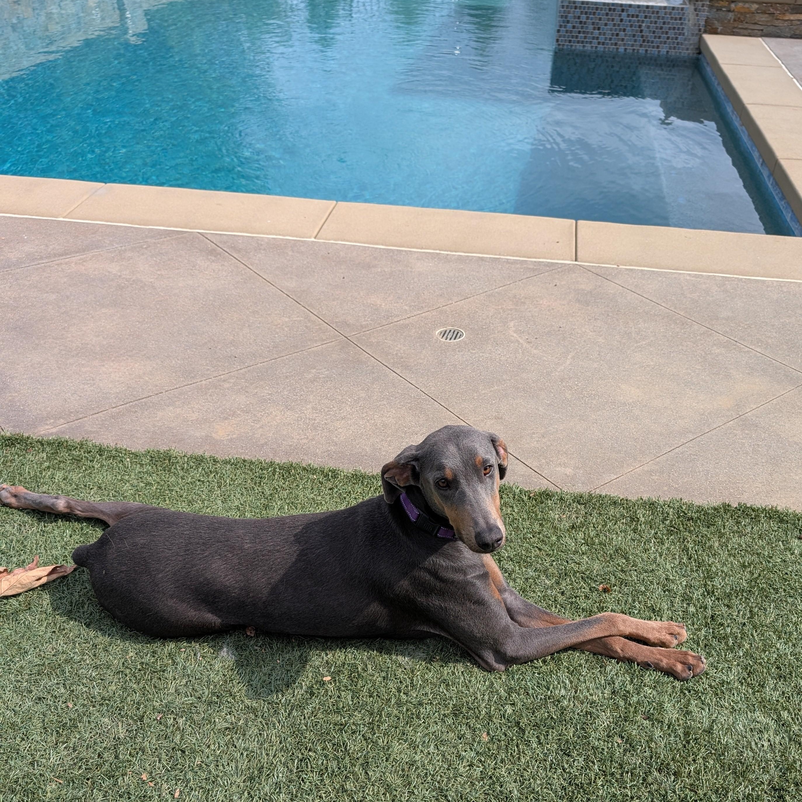Lyla, a Adoptable Doberman Pinscher in Perris, CA image 4/6