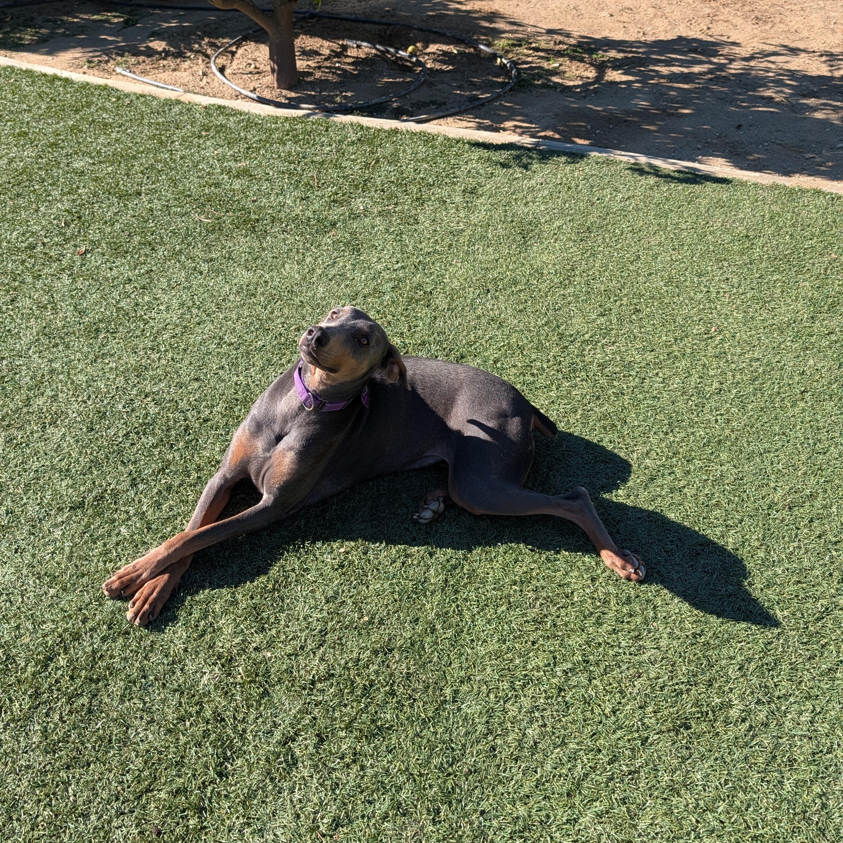 Enlarge Lyla, a Adoptable Doberman Pinscher in Perris, CA image 2/6