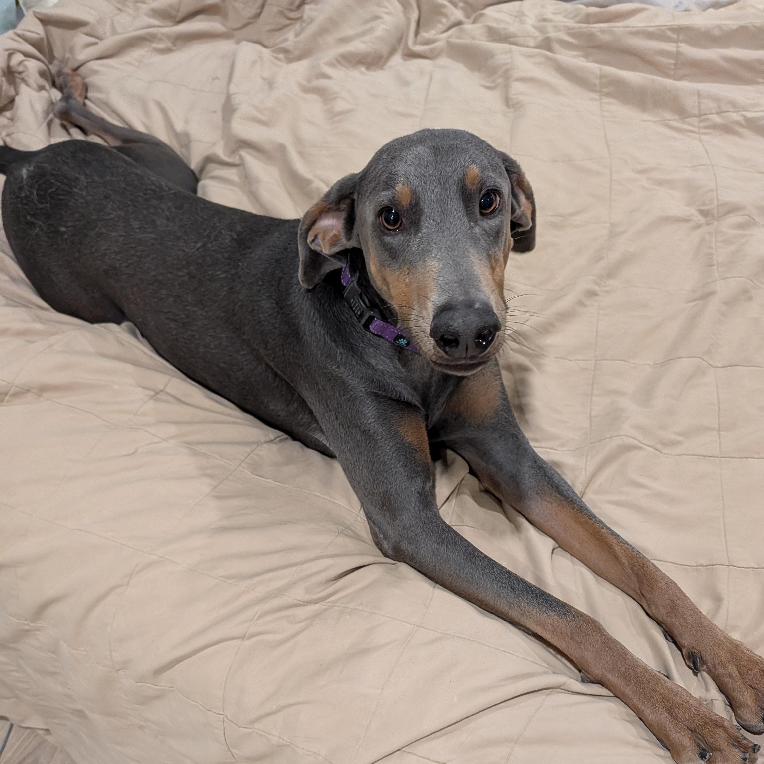 Enlarge Lyla, a Adoptable Doberman Pinscher in Perris, CA image 4/6