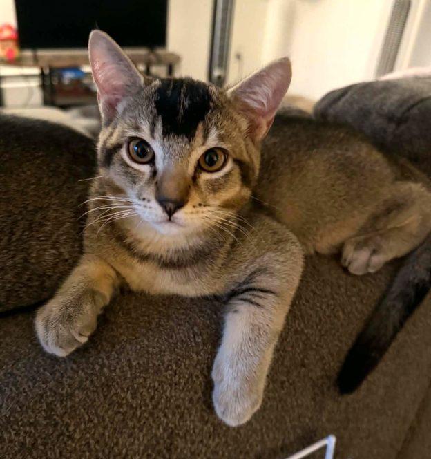 Enlarge Kippers, a Adoptable Domestic Short Hair in Anchorage, AK image 1/1