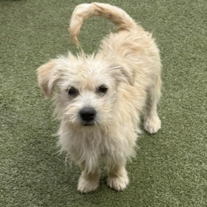 ollie, adopted, Puppy Male Terrier.