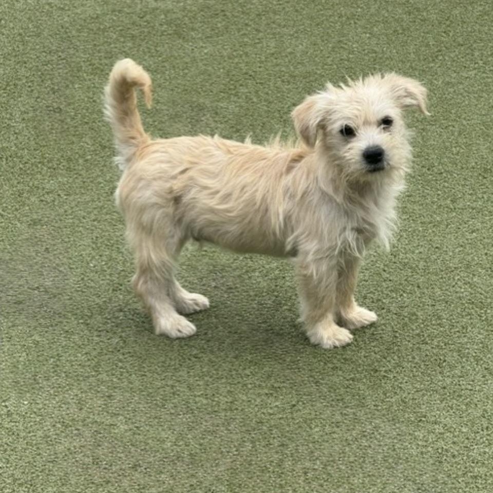 ollie, an adopted mixed breed in raphine, VA image 6/6