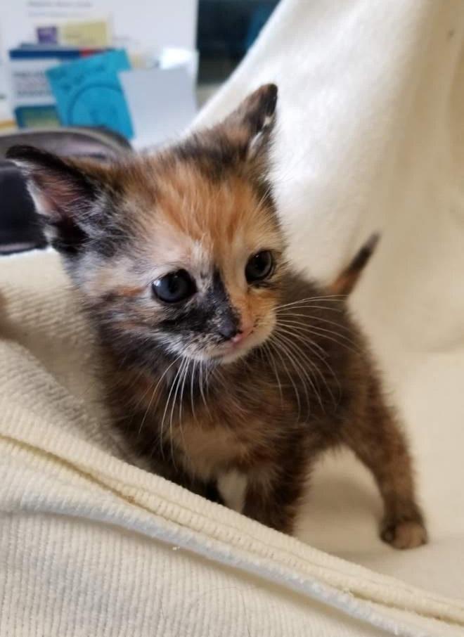 Enlarge TORBIE KITTEN (cc#7206), an adopted Torbie in West Orange, NJ image 1/4