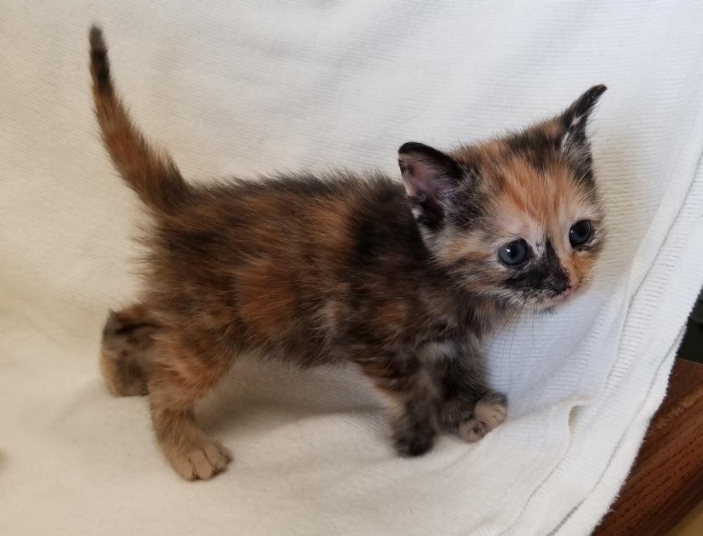 Enlarge TORBIE KITTEN (cc#7206), an adopted Torbie in West Orange, NJ image 2/4