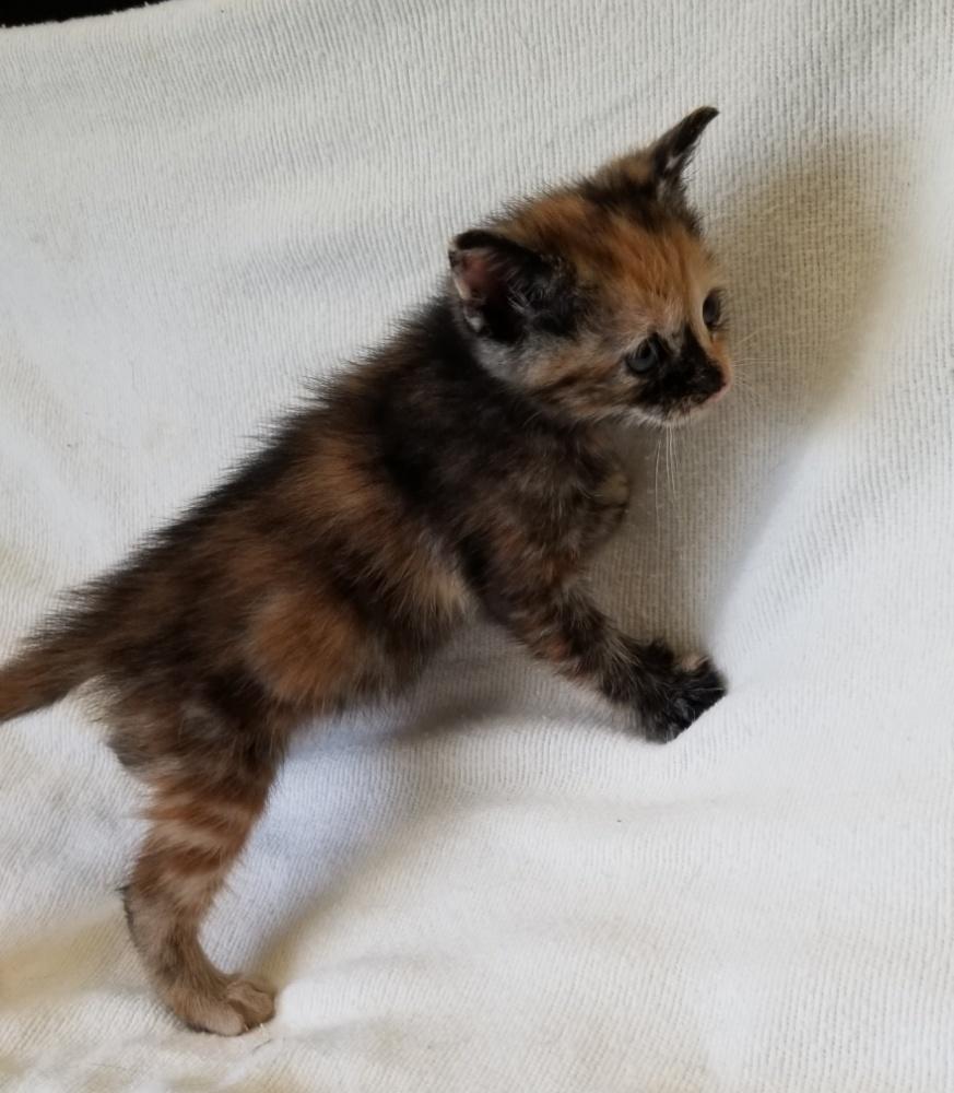 Enlarge TORBIE KITTEN (cc#7206), an adopted Torbie in West Orange, NJ image 3/4