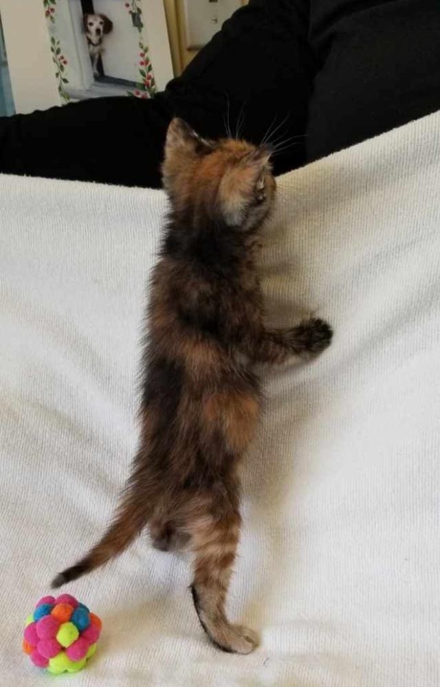 Enlarge TORBIE KITTEN (cc#7206), an adopted Torbie in West Orange, NJ image 4/4