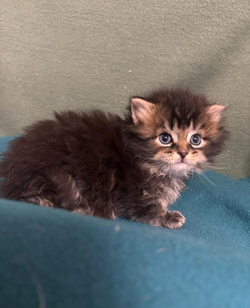Marsh, Adoptable, Kitten Male Domestic Long Hair.