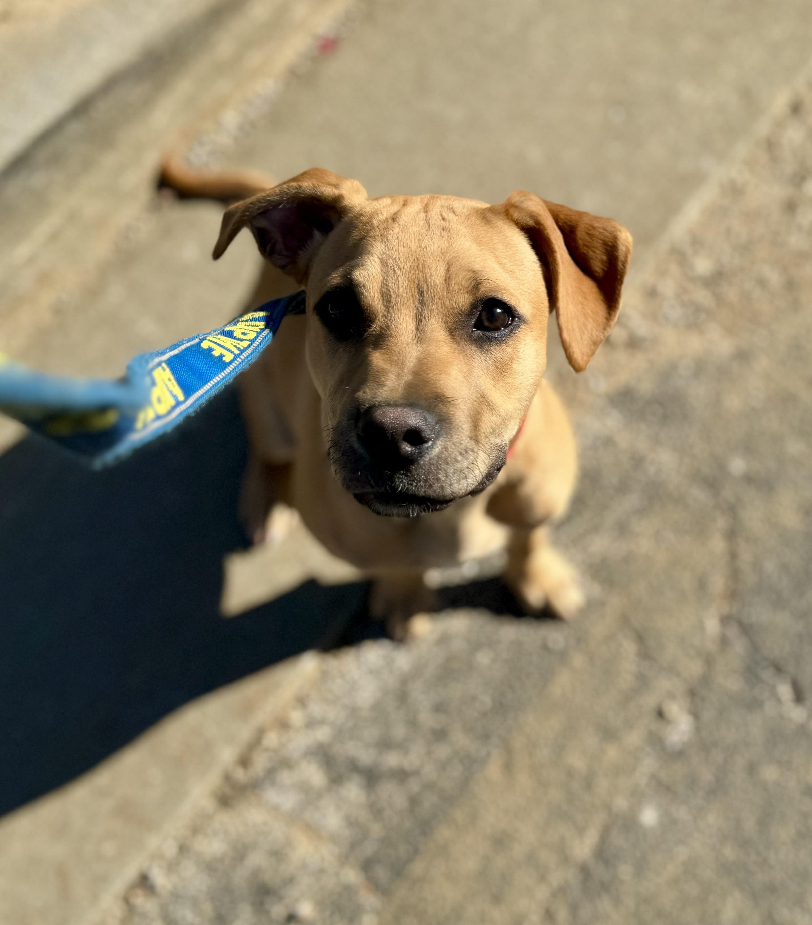 Wally, a Adoptable mixed breed in Washington, MO image 1/5