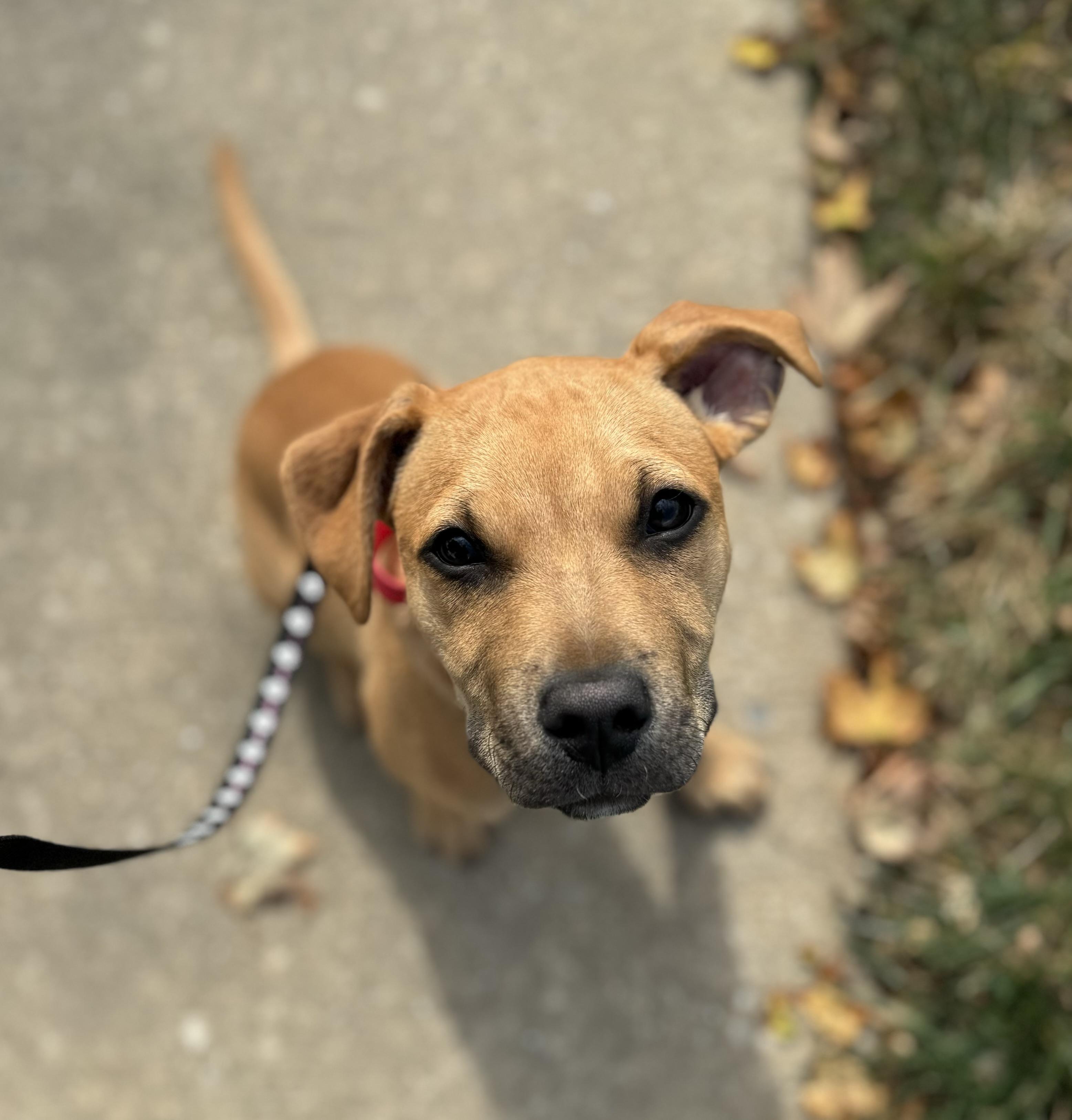 Wally, a Adoptable mixed breed in Washington, MO image 3/5