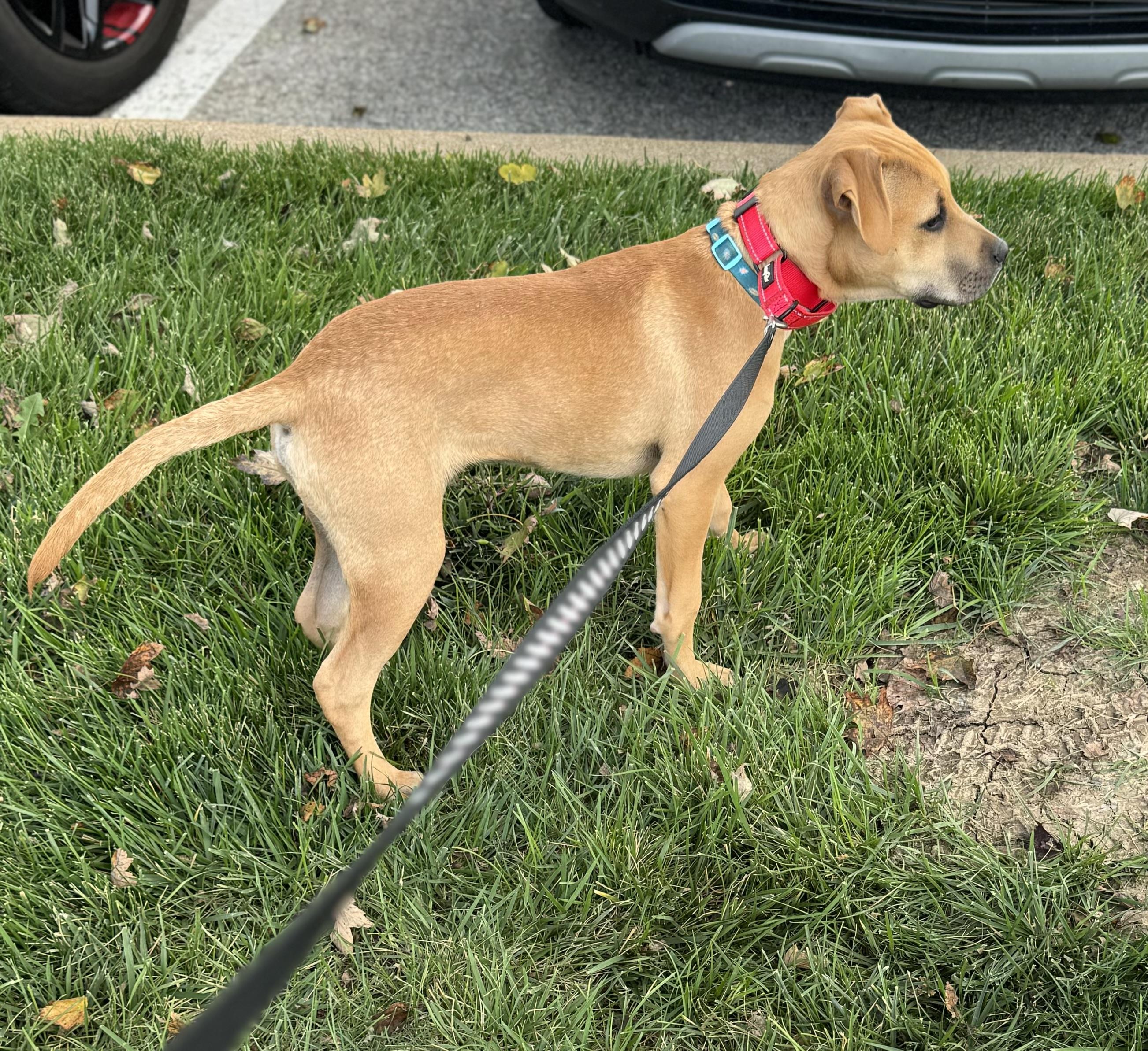 Wally, a Adoptable mixed breed in Washington, MO image 4/5