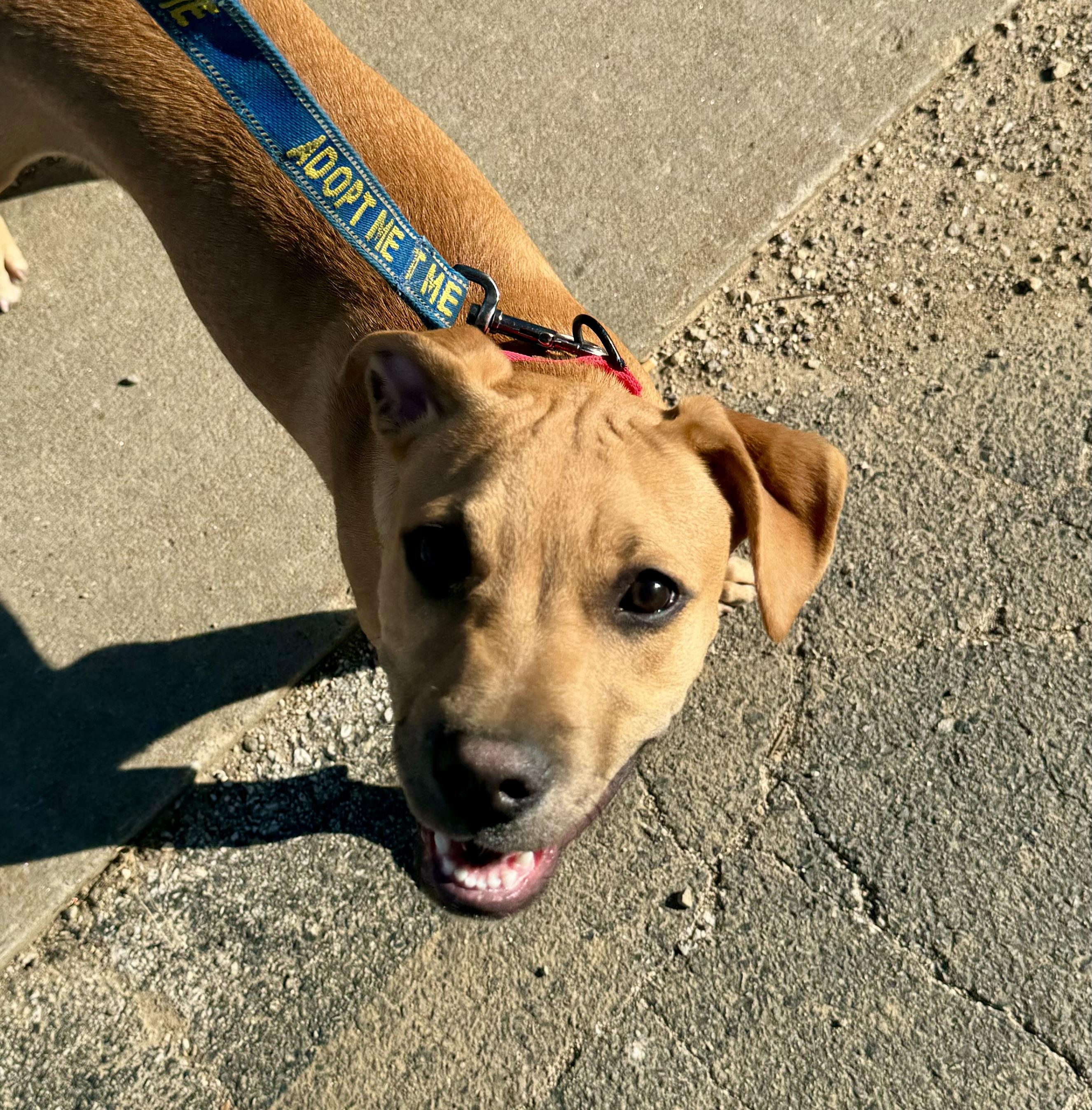 Wally, a Adoptable mixed breed in Washington, MO image 2/5