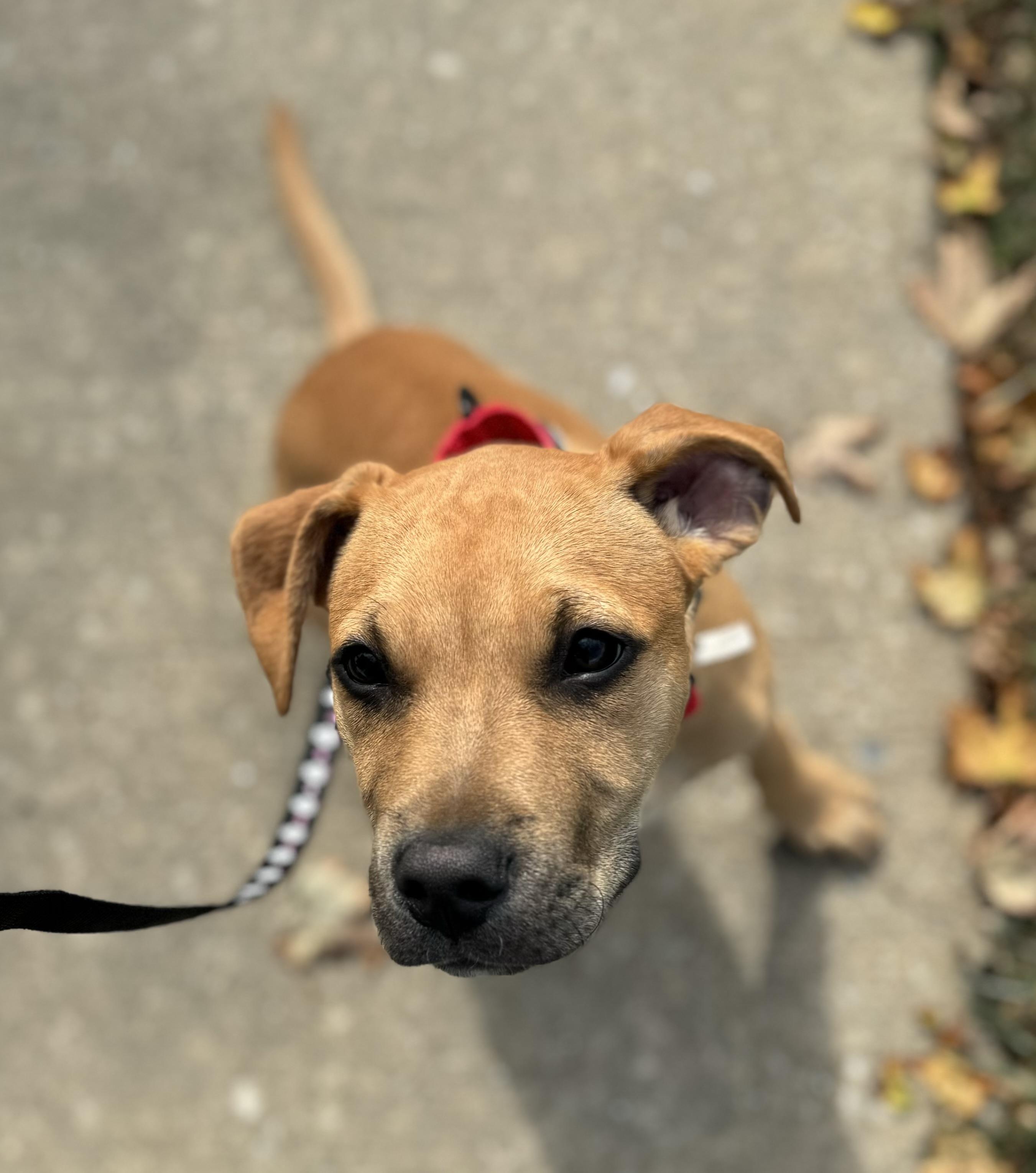 Wally, a Adoptable mixed breed in Washington, MO image 5/5