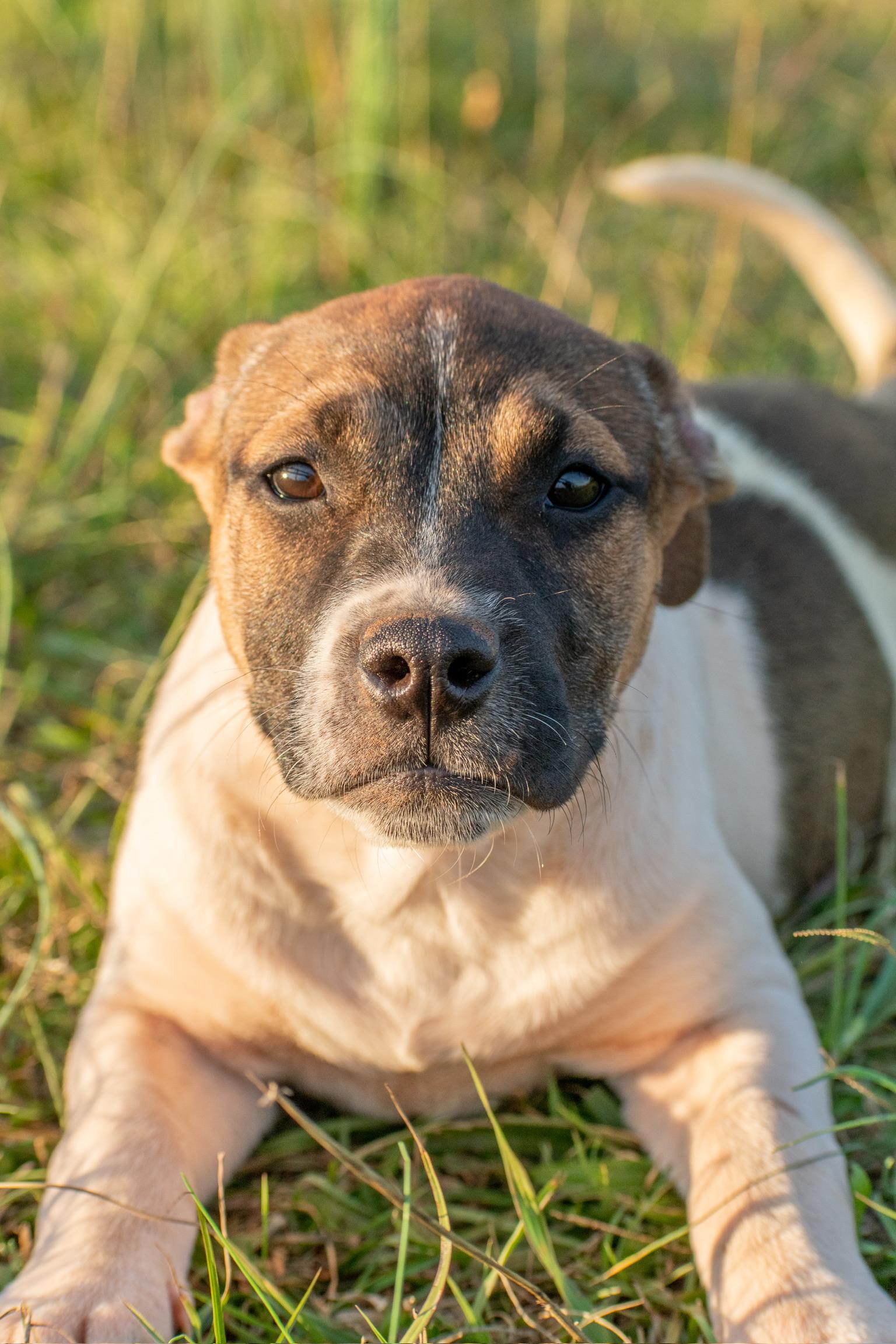 Tippy, Young Female unknown
