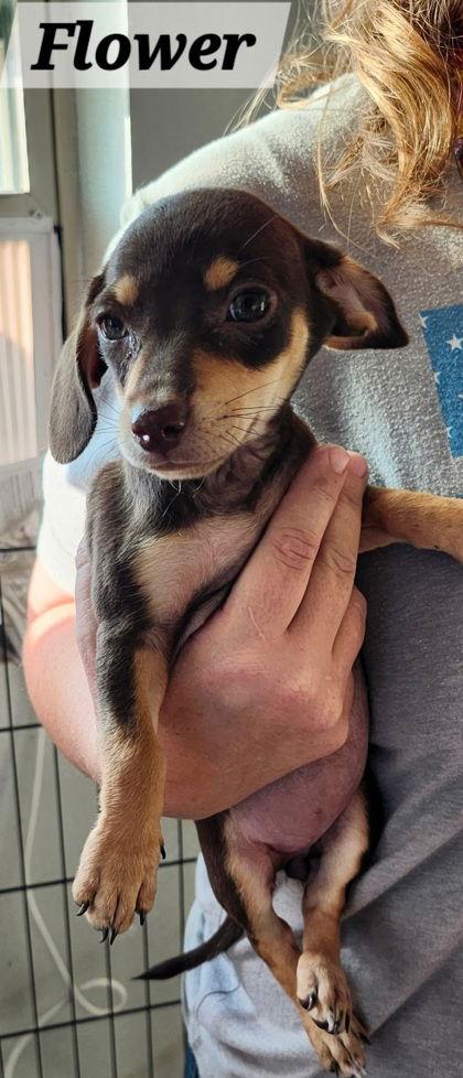 Flower, Adopted, Puppy Female Chihuahua.