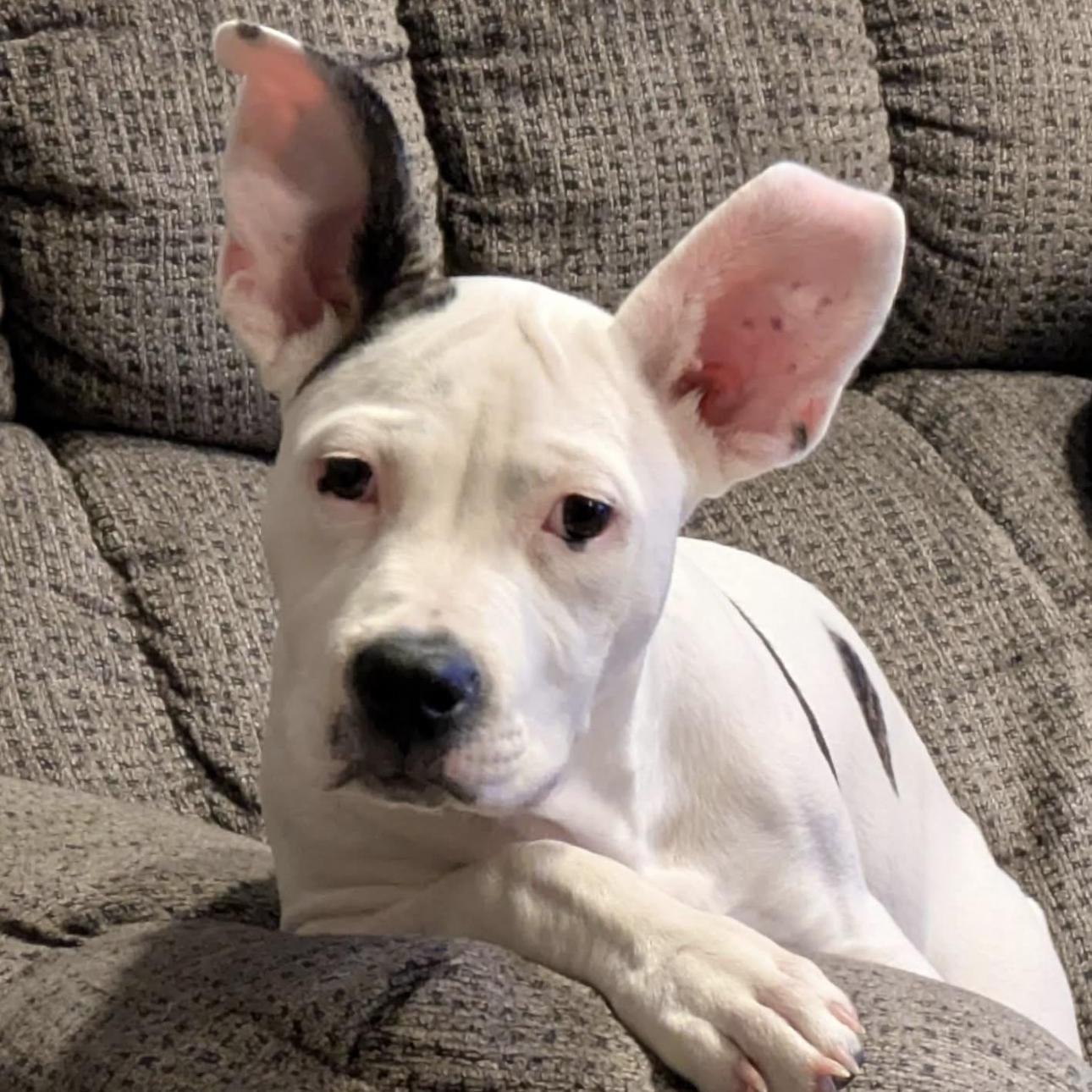 2129 Bunny, an adoptable mixed breed in Springfield, MO image 2/6