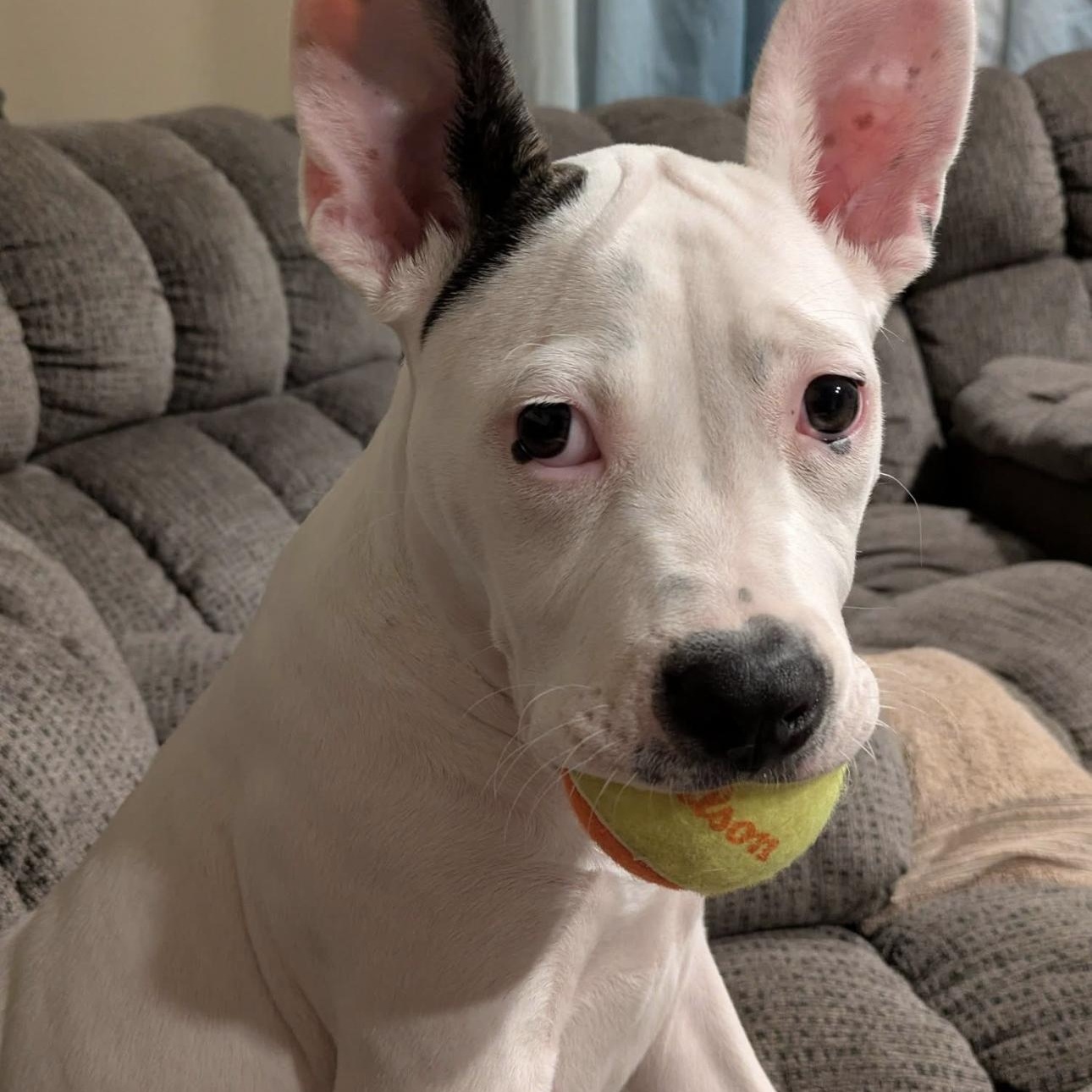 2129 Bunny, an adoptable mixed breed in Springfield, MO image 5/6