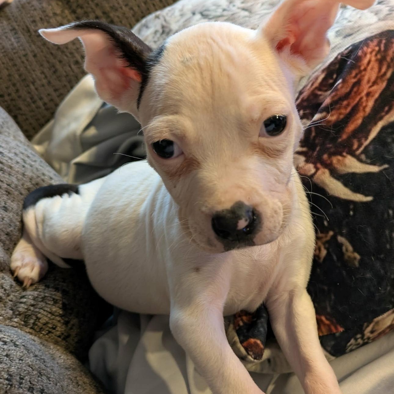 2129 Bunny, an adoptable mixed breed in Springfield, MO image 6/6