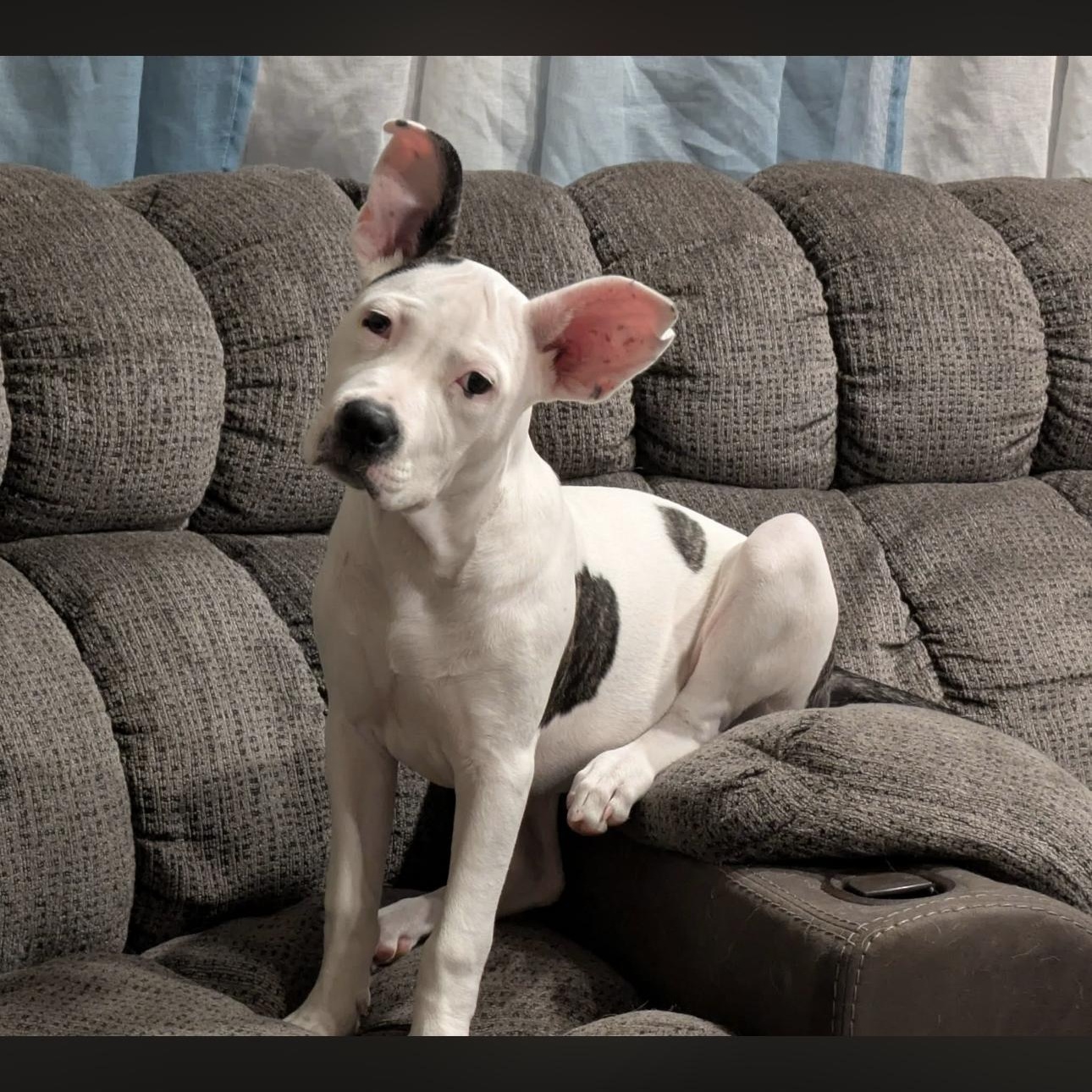 2129 Bunny, adoptable, Puppy Female Boxer & Pit Bull Terrier.
