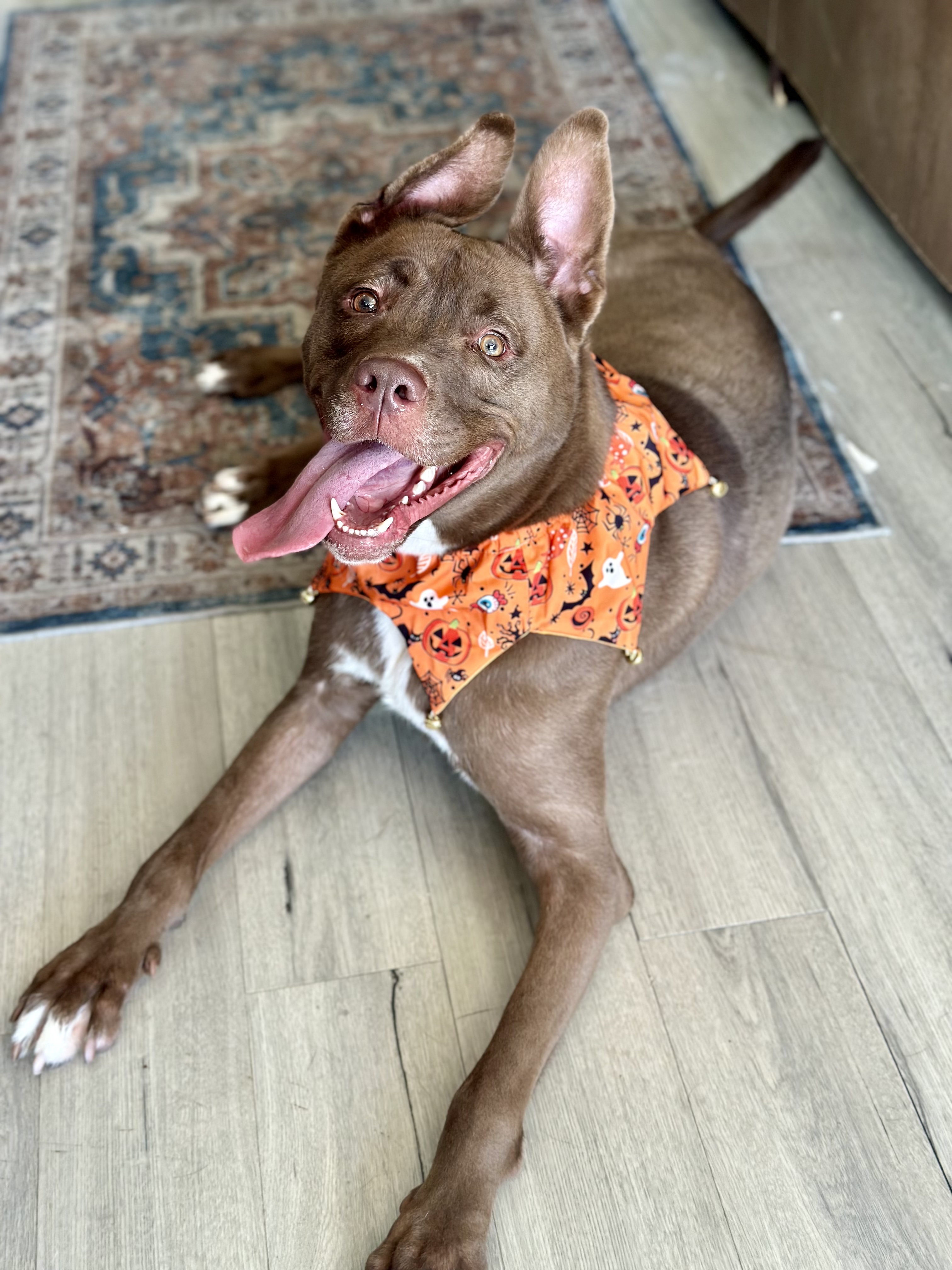 Bam Bam, a Adoptable mixed breed in Palisades Park, NJ image 1/6