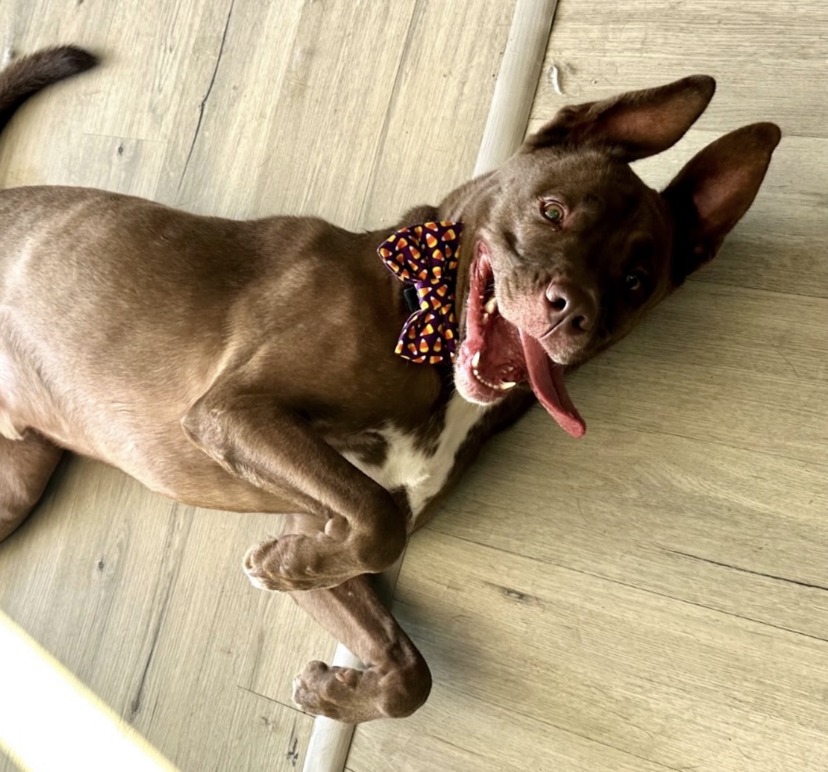 Bam Bam, a Adoptable mixed breed in Palisades Park, NJ image 2/6