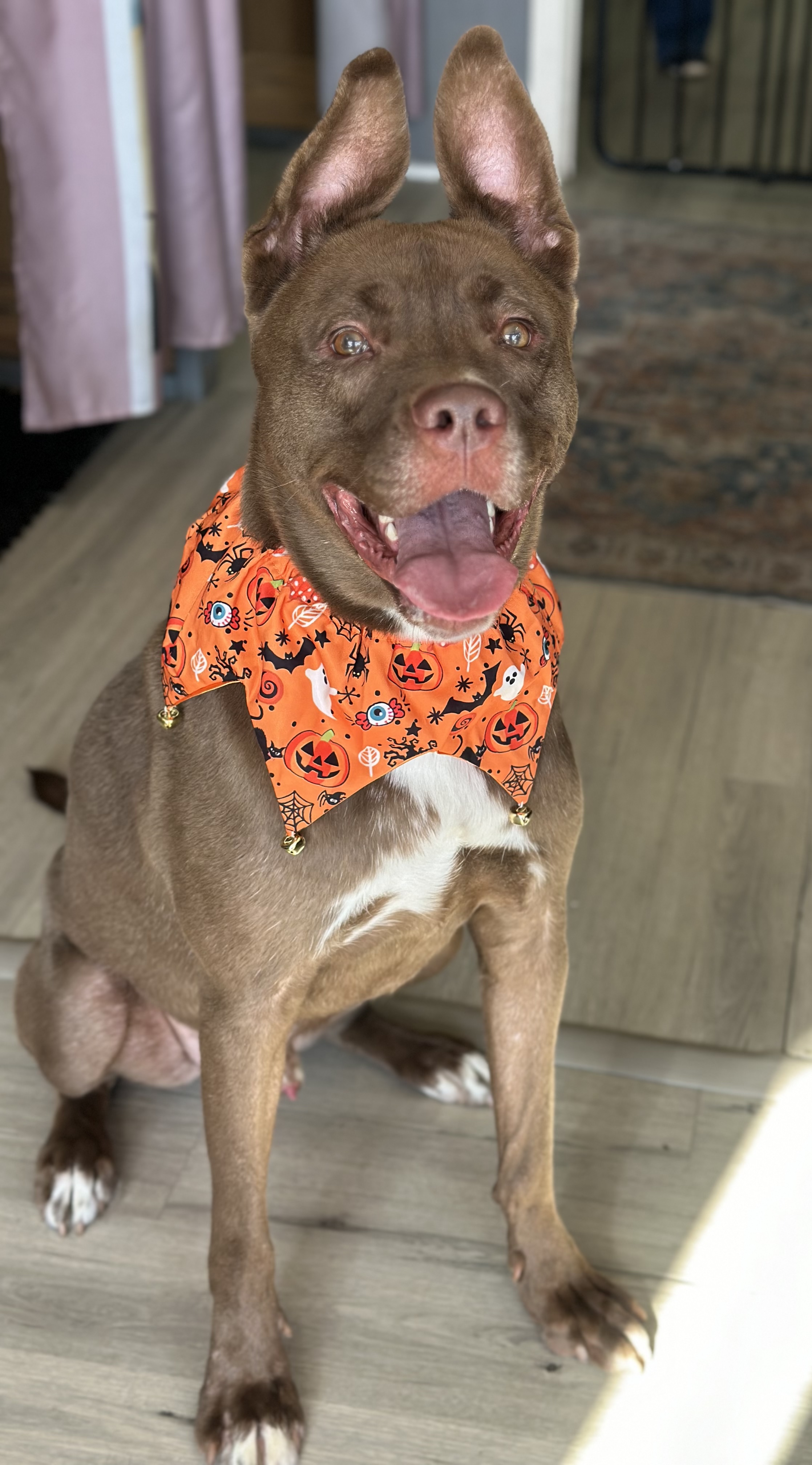 Bam Bam, a Adoptable mixed breed in Palisades Park, NJ image 3/6