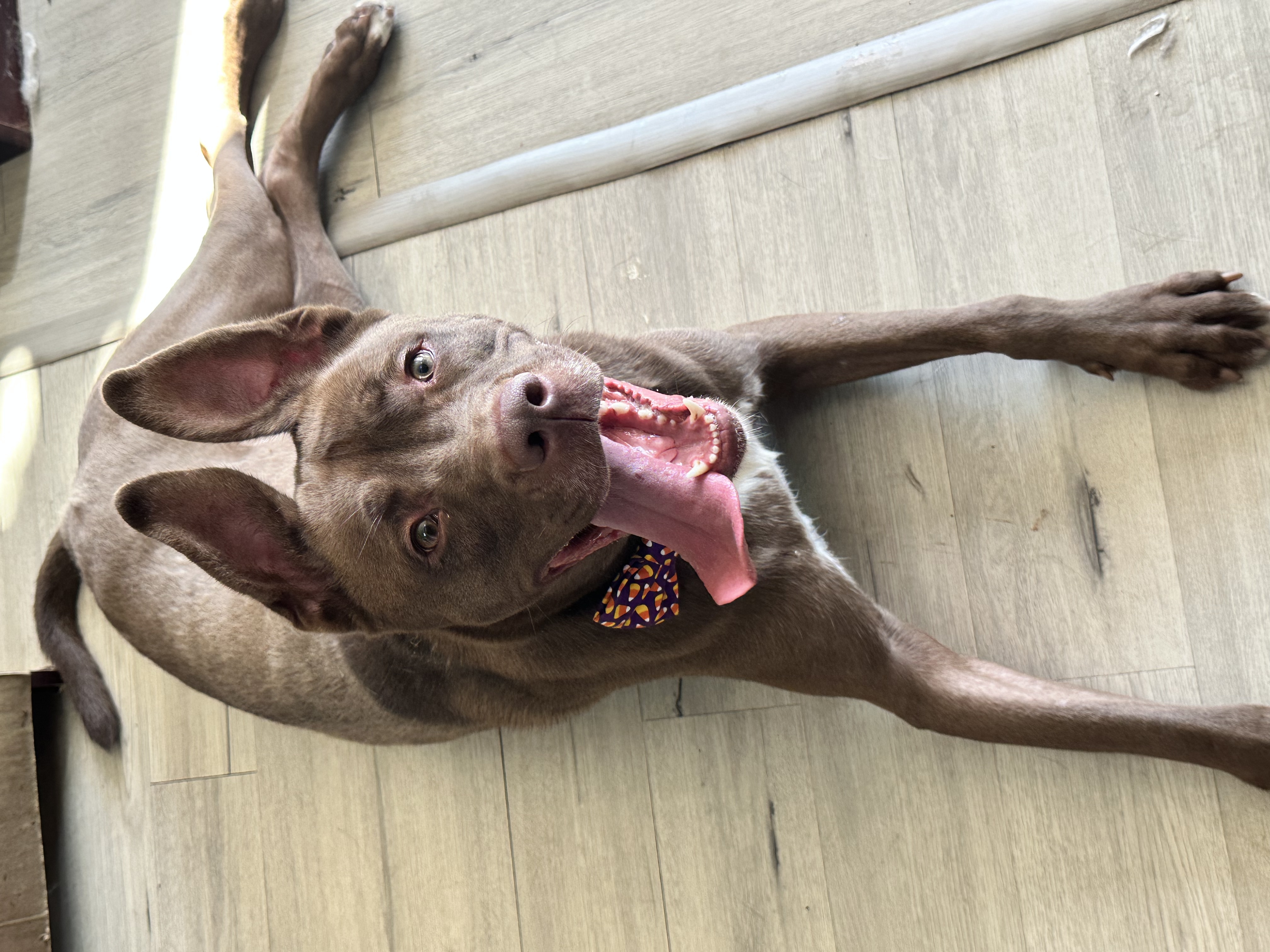 Bam Bam, a Adoptable mixed breed in Palisades Park, NJ image 4/6