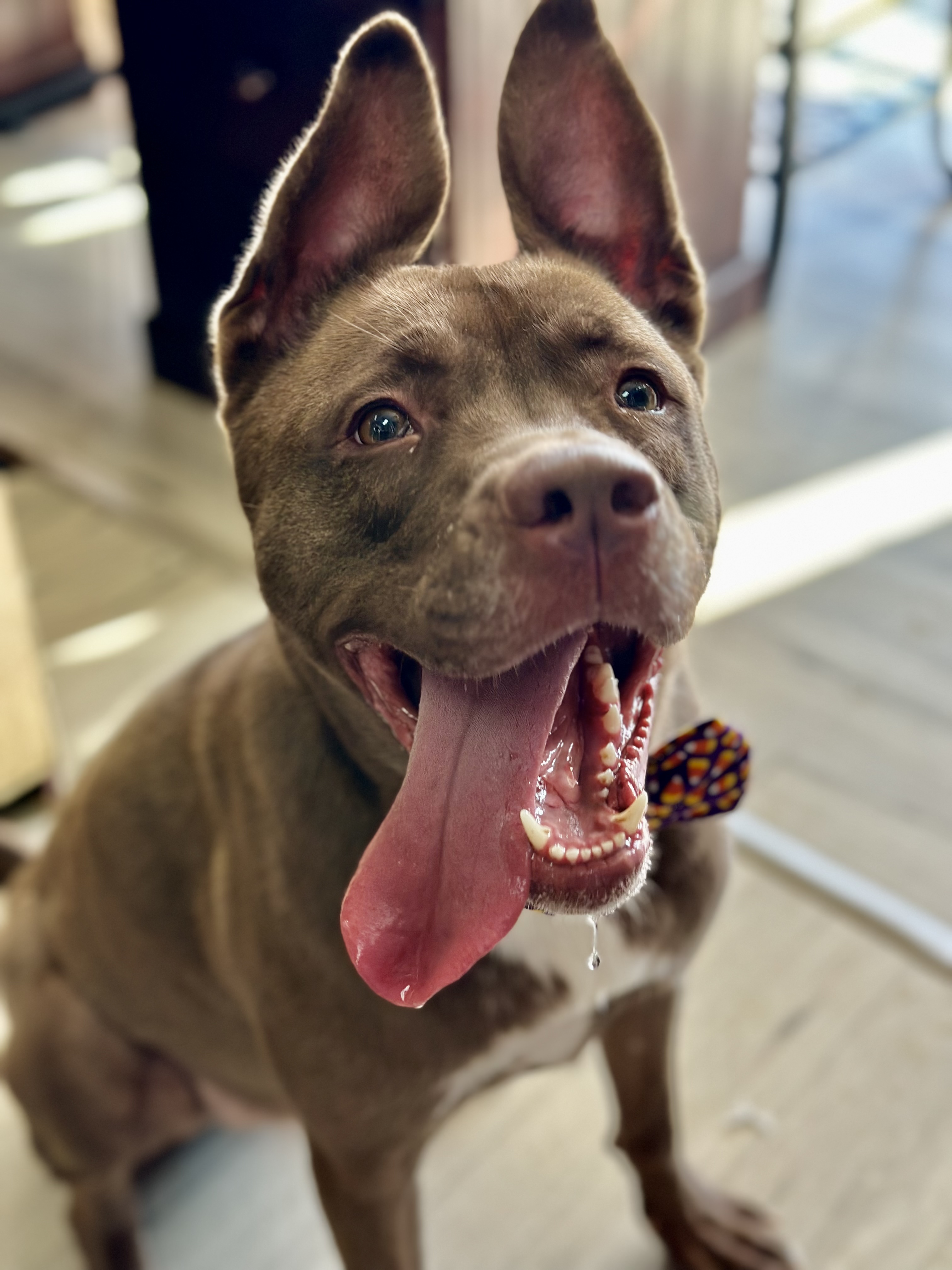 Bam Bam, a Adoptable mixed breed in Palisades Park, NJ image 5/6