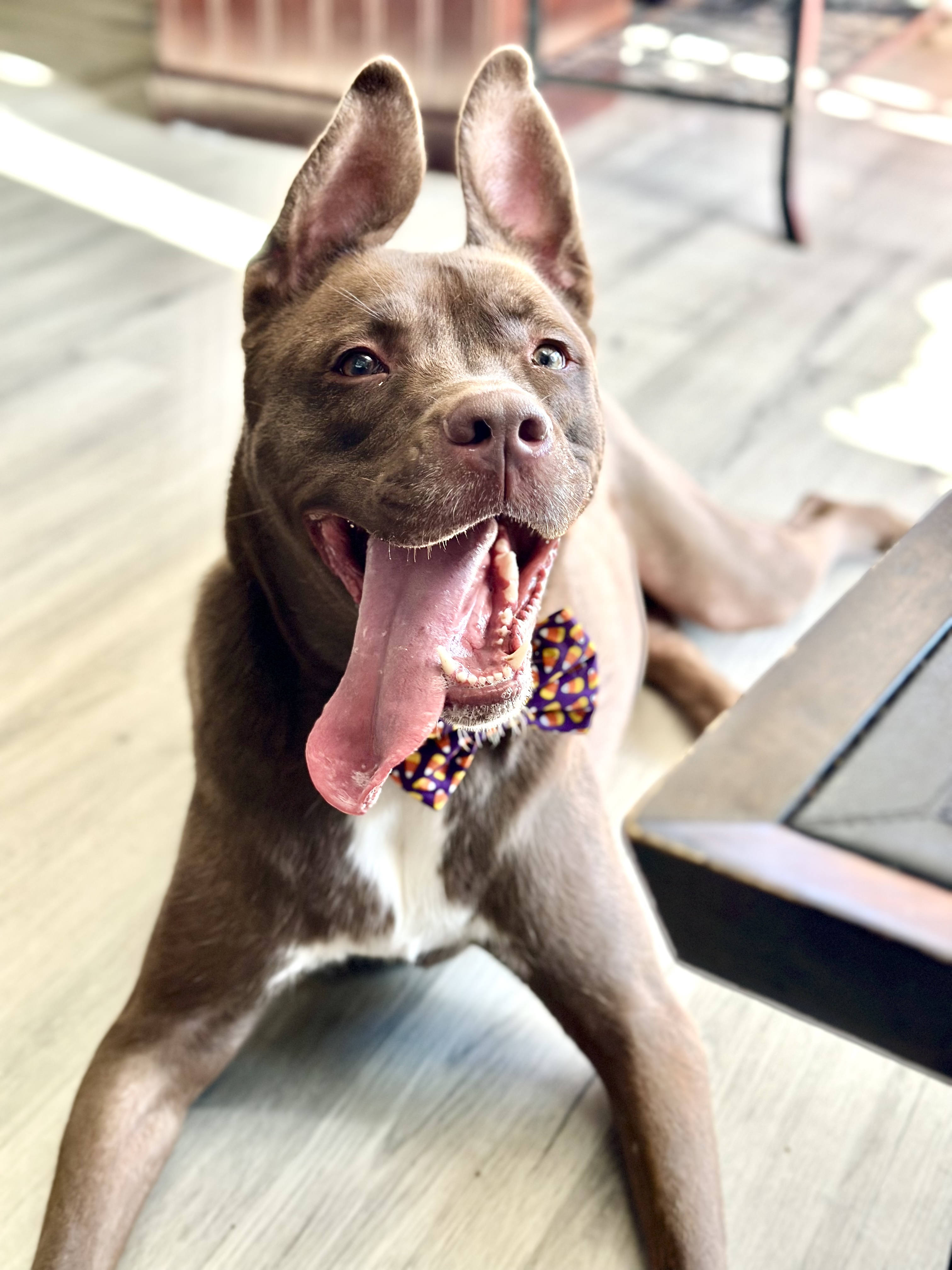 Bam Bam, a Adoptable mixed breed in Palisades Park, NJ image 6/6