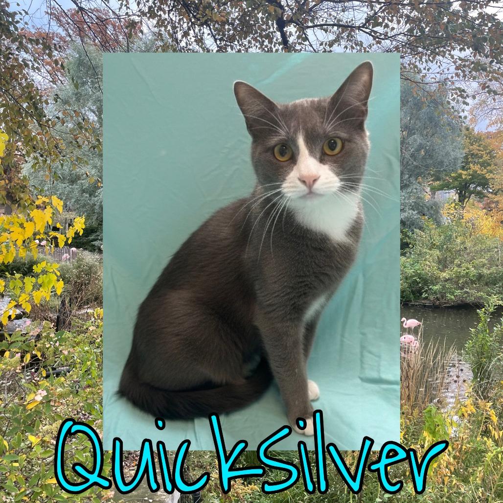 Enlarge Quicksilver, a Adoptable mixed breed in Royse City, TX image 1/1
