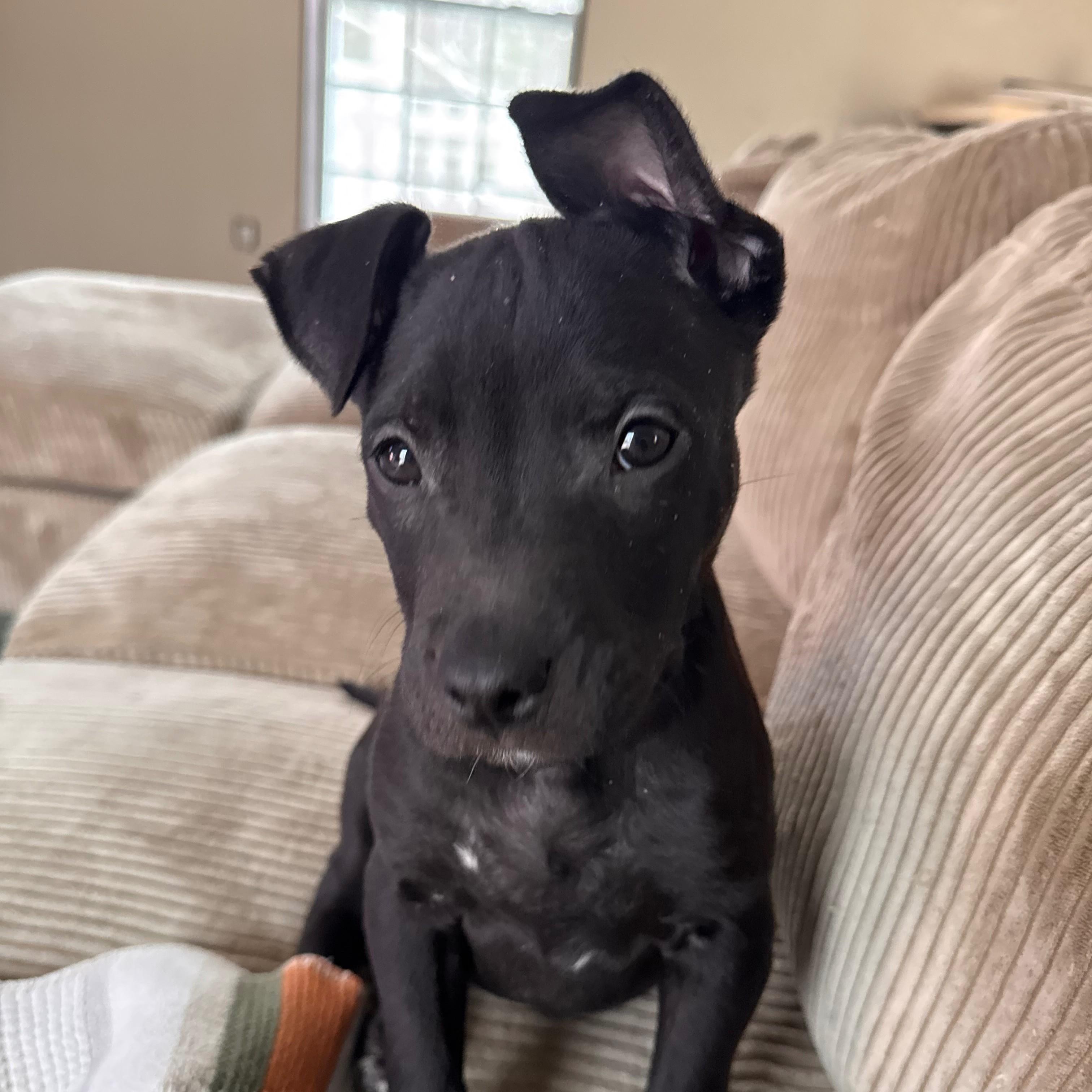 Nova, ADOPTABLE, Young Female Labrador Retriever.