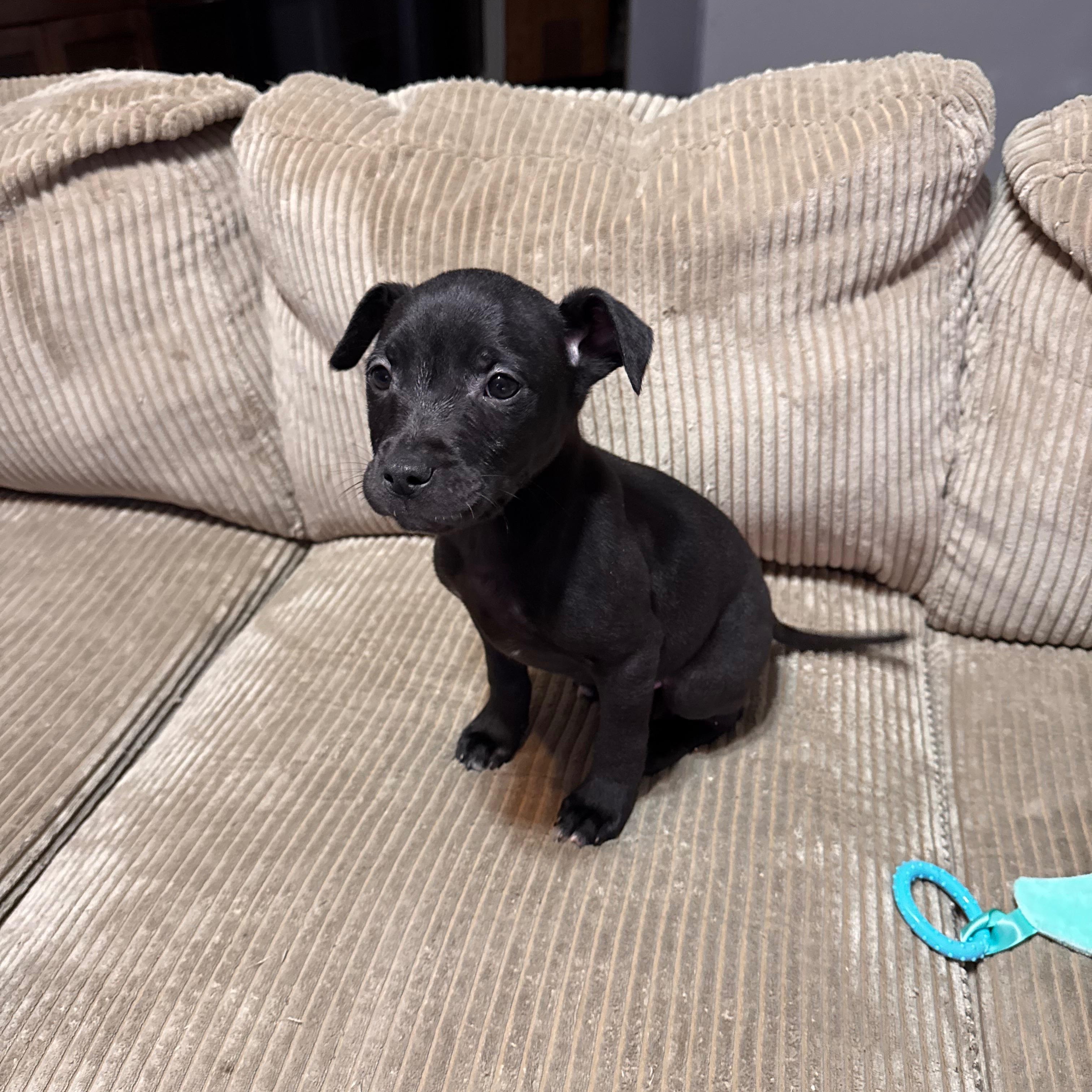 Enlarge Nova, a ADOPTABLE mixed breed in Alma, MI image 2/2