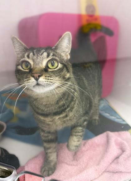 Enlarge Runts, a Adoptable mixed breed in Gwinn, MI image 1/2