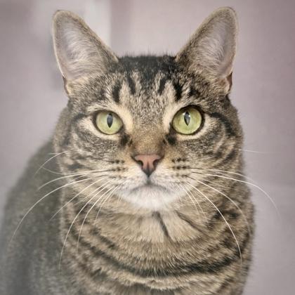 Runts, Adoptable, Adult Female Domestic Short Hair & Domestic Short Hair.