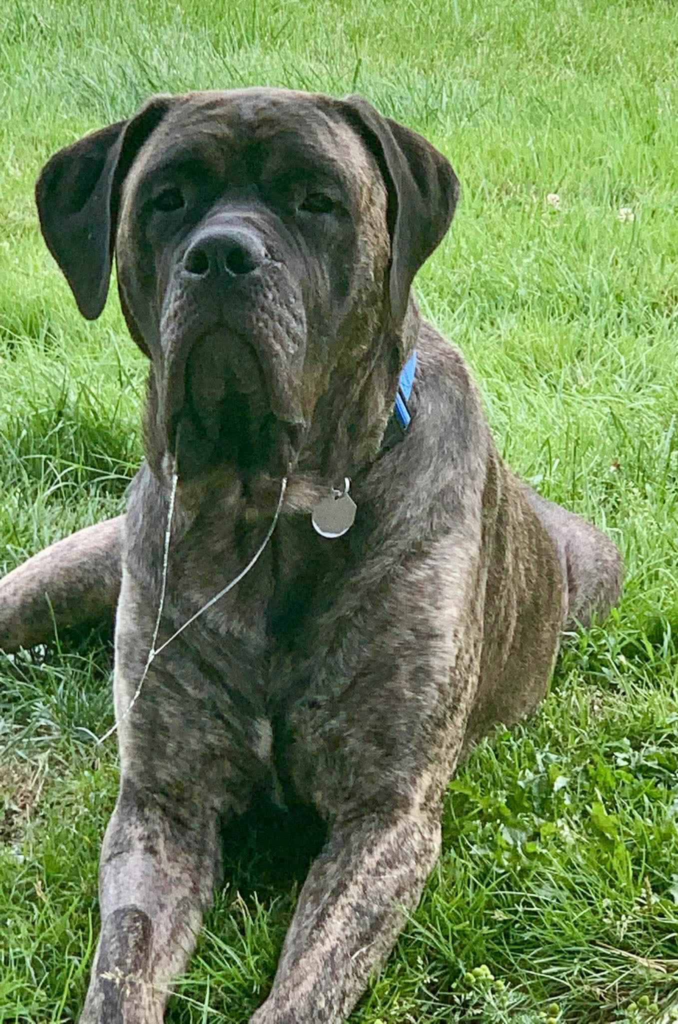 Joy, a Adoptable Mastiff in Glover, VT image 1/2