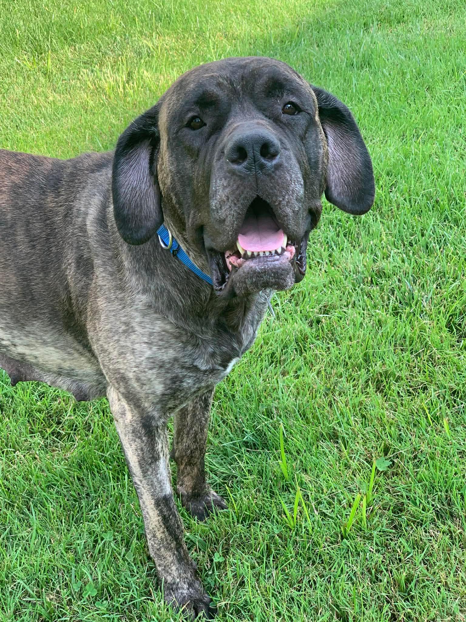 Joy, a Adoptable Mastiff in Glover, VT image 2/2