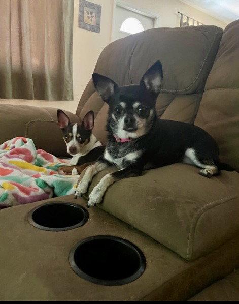 Enlarge Missy, a Adoptable Chihuahua in Glendale, AZ image 1/3