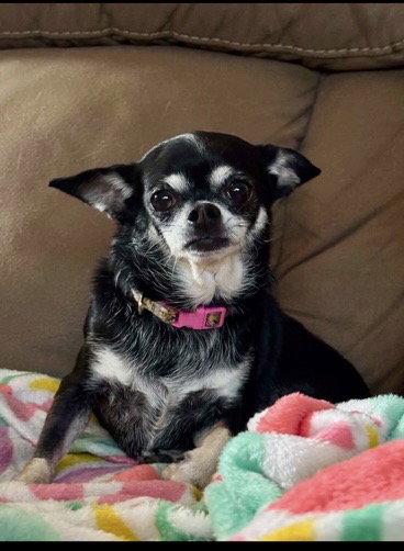 Enlarge Missy, a Adoptable Chihuahua in Glendale, AZ image 3/3