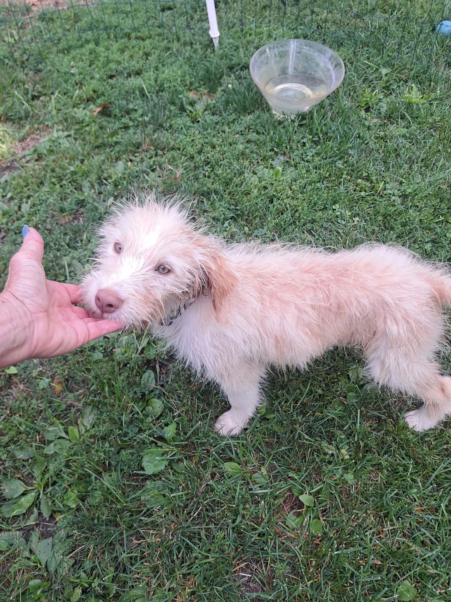 Elliott, ADOPTABLE, Young Male Golden Retriever & Terrier.
