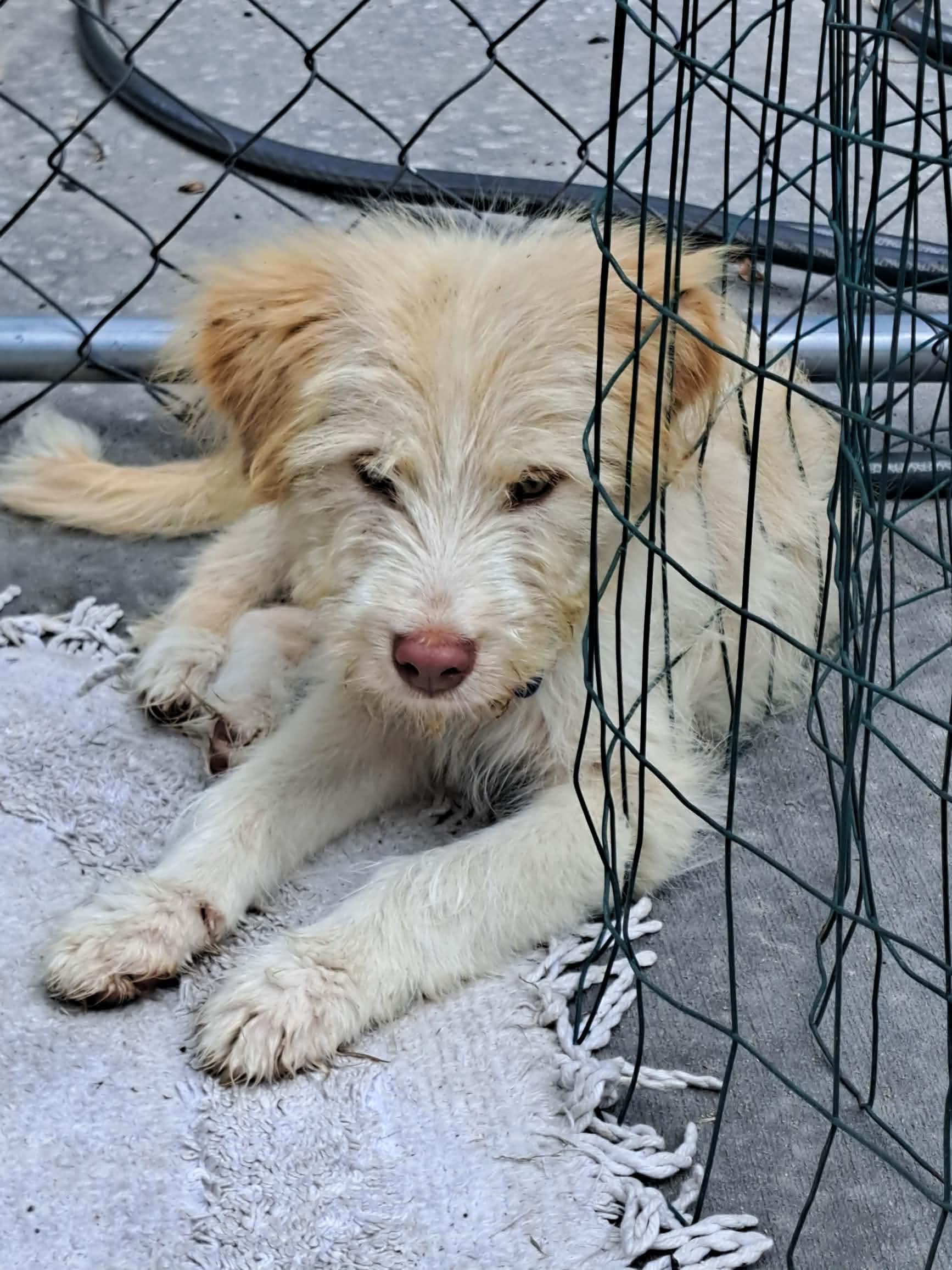 Elliott, a ADOPTABLE mixed breed in Byron, IL image 5/5
