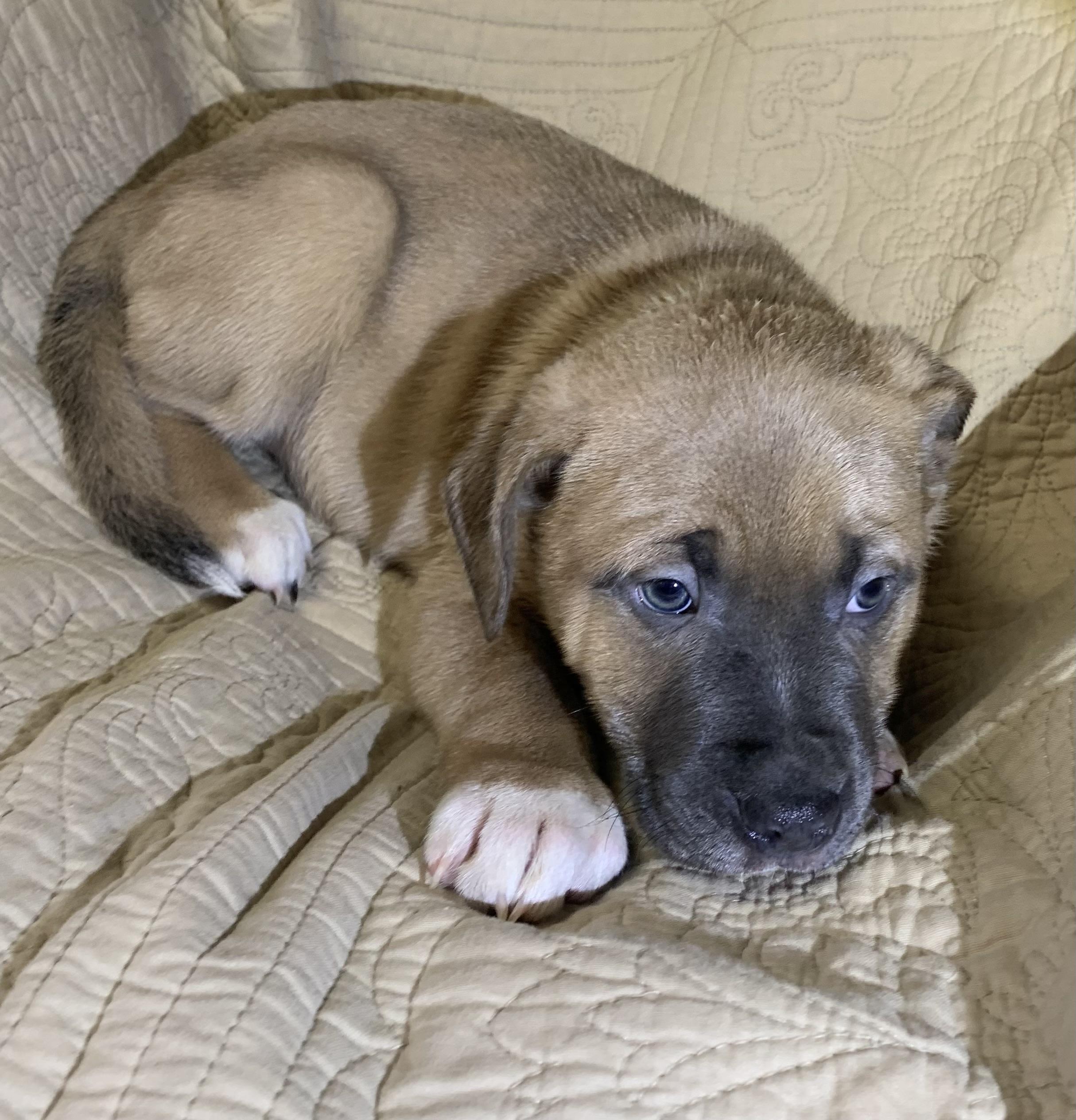 Enlarge Diesel, a Adoptable American Staffordshire Terrier in Massena, NY image 3/3