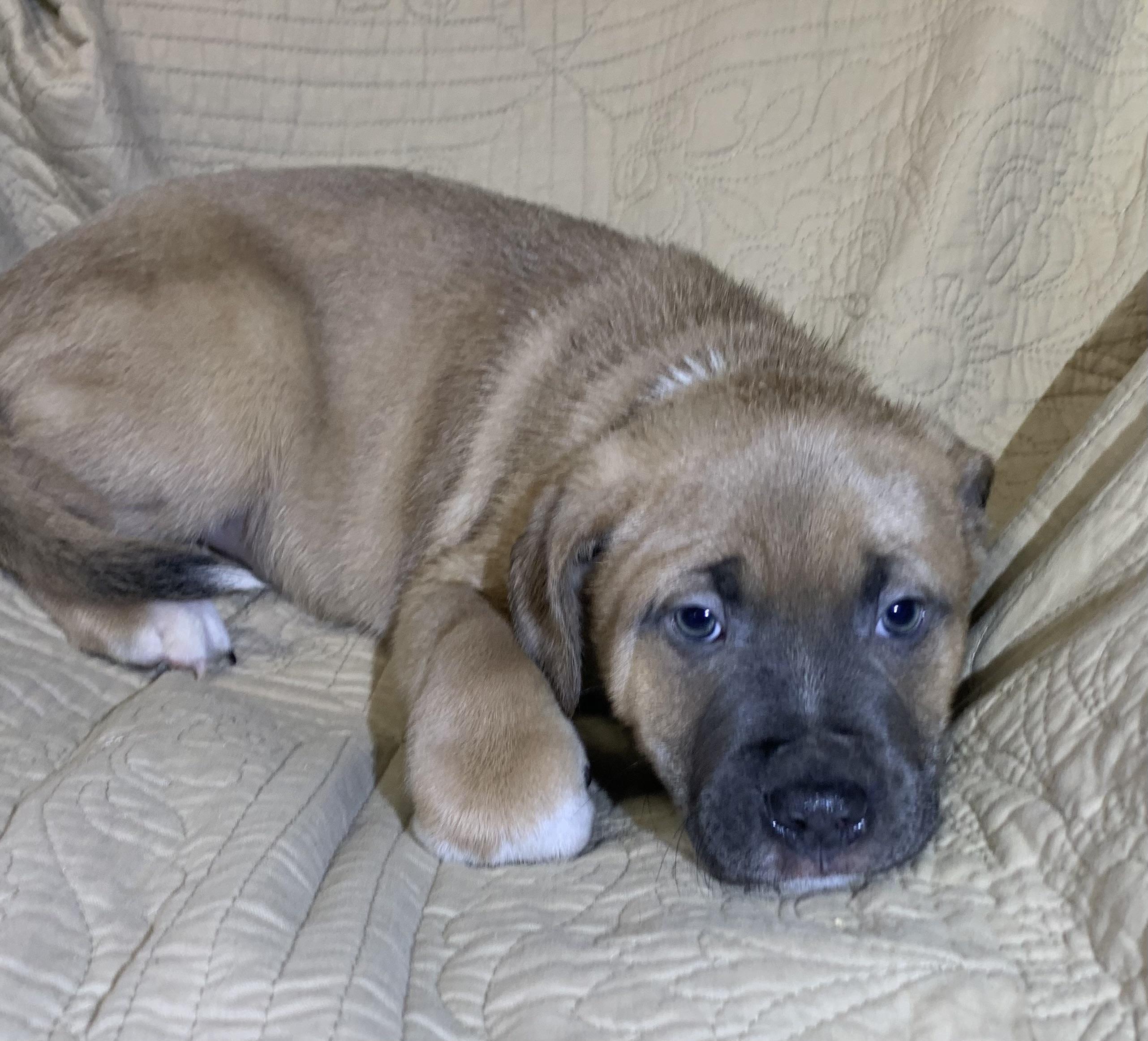 Diesel, Adoptable, Puppy Male American Staffordshire Terrier.
