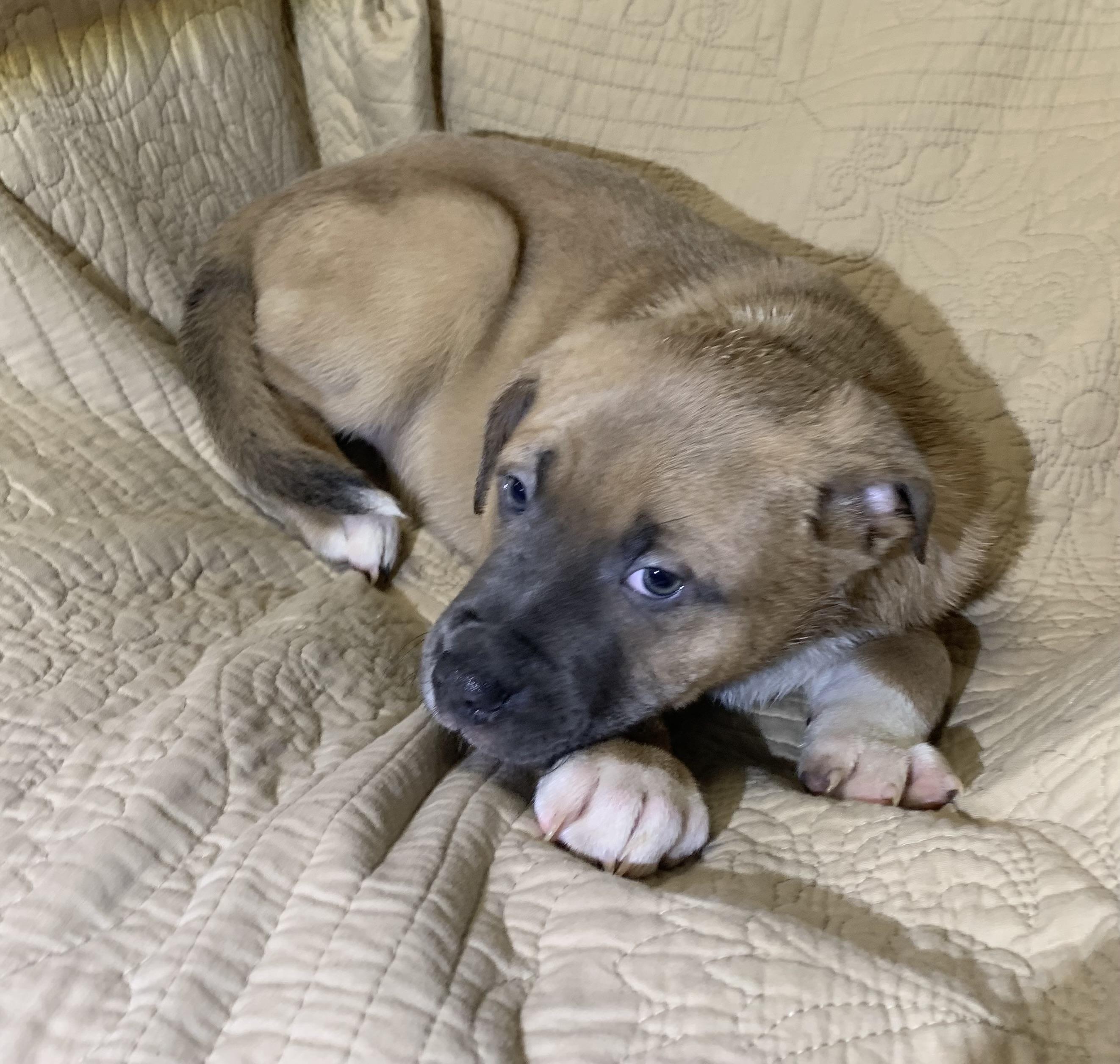Enlarge Diesel, a Adoptable American Staffordshire Terrier in Massena, NY image 2/3