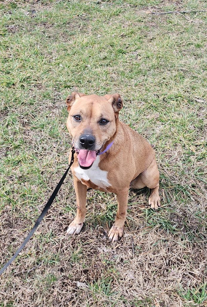 Enlarge Willow, a Adoptable mixed breed in Lafayette, TN image 1/1