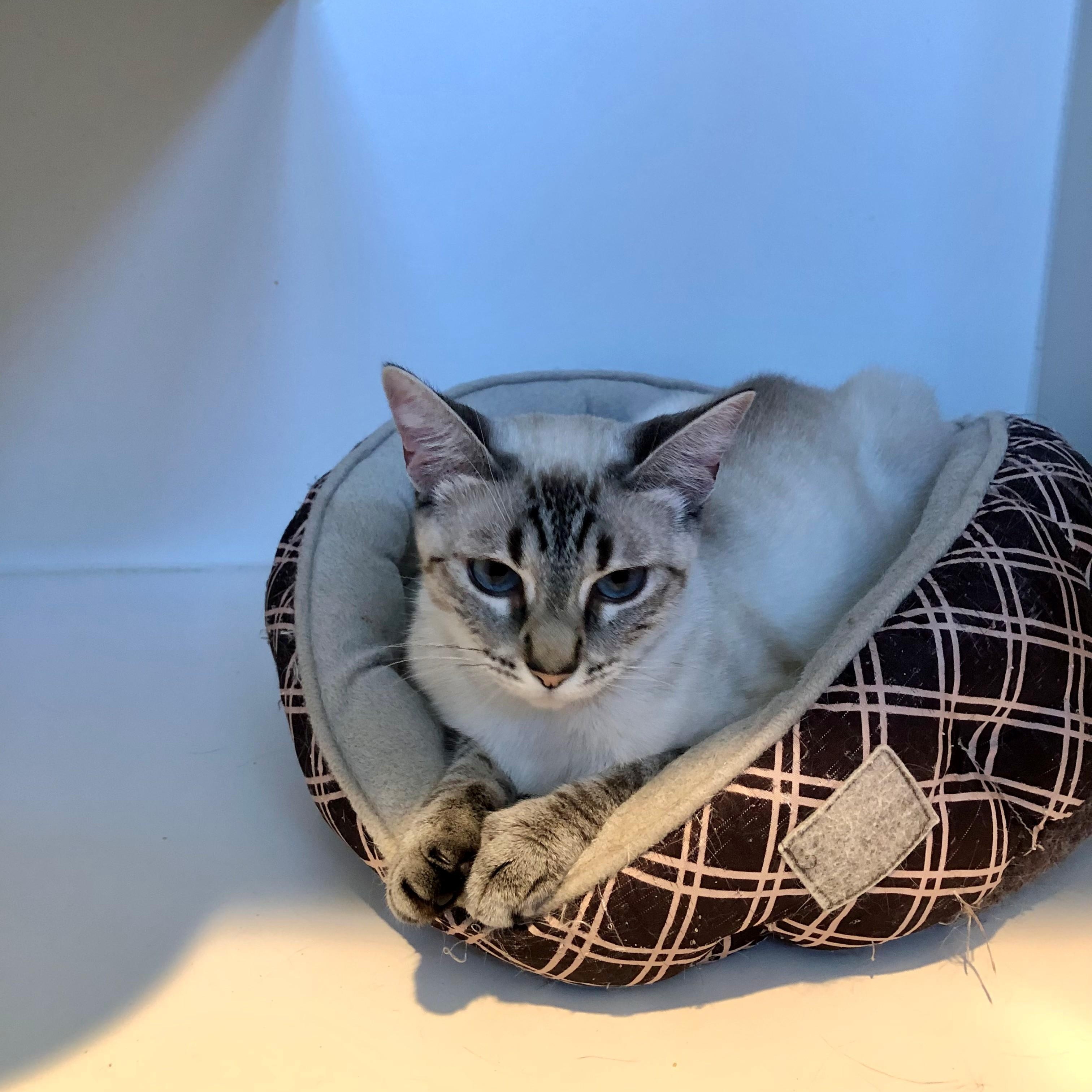 Enlarge Skye, a Adopted Siamese in Lodi, CA image 3/3