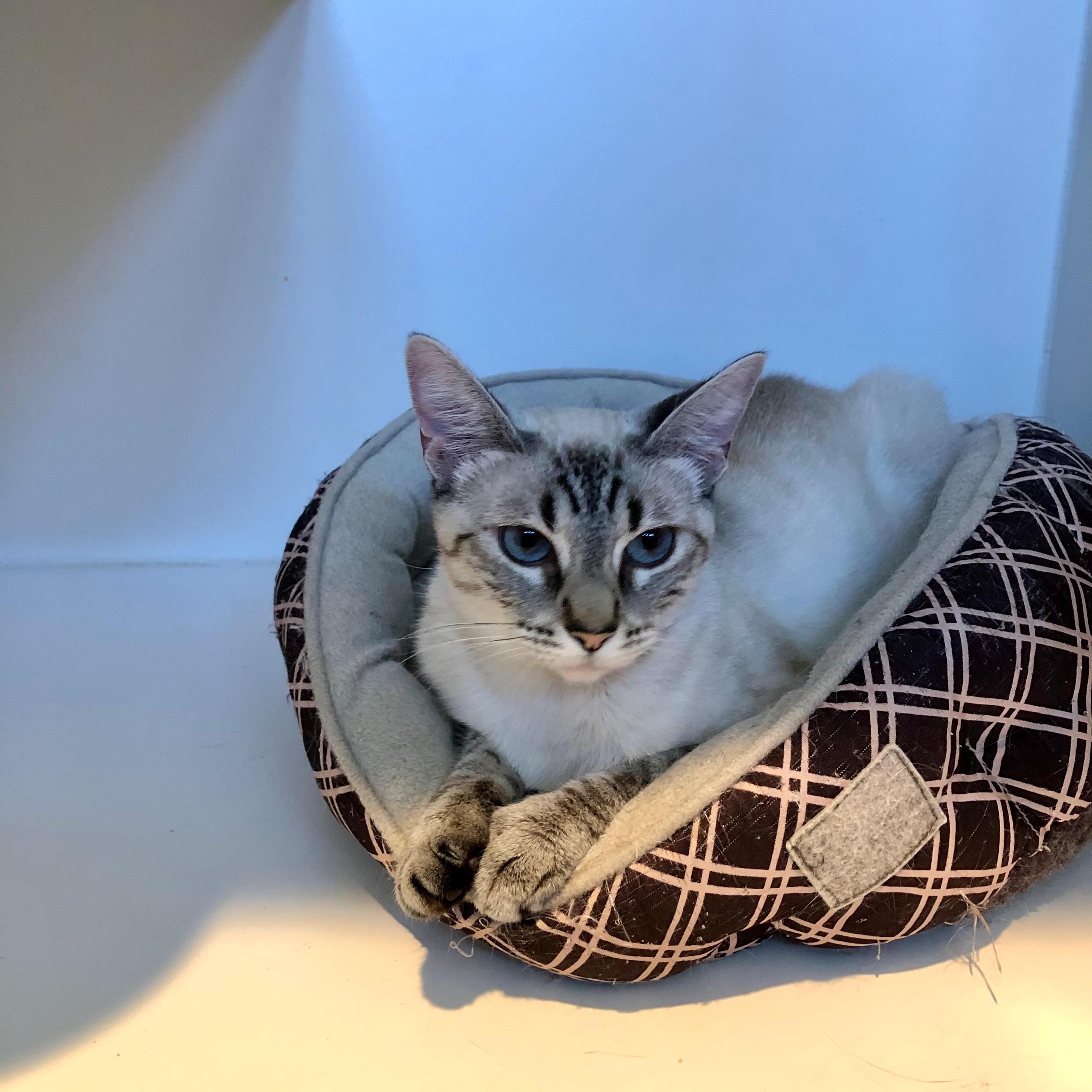 Enlarge Skye, a Adopted Siamese in Lodi, CA image 2/3