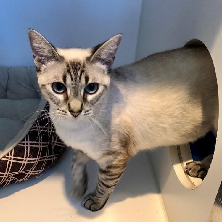 Skye, Adopted, Young Female Siamese.