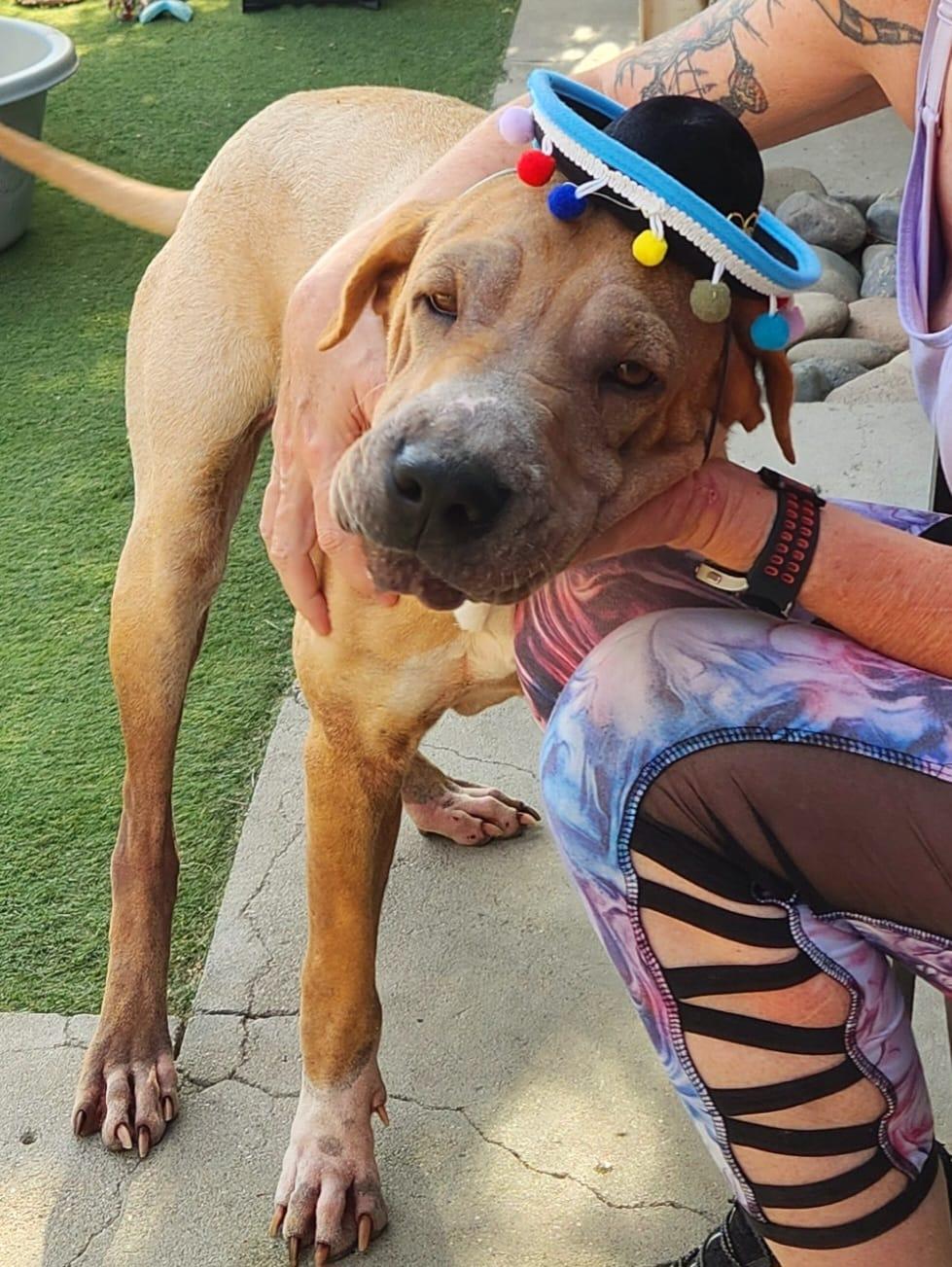 Pluto, a Adoptable mixed breed in Phoenix, AZ image 1/6