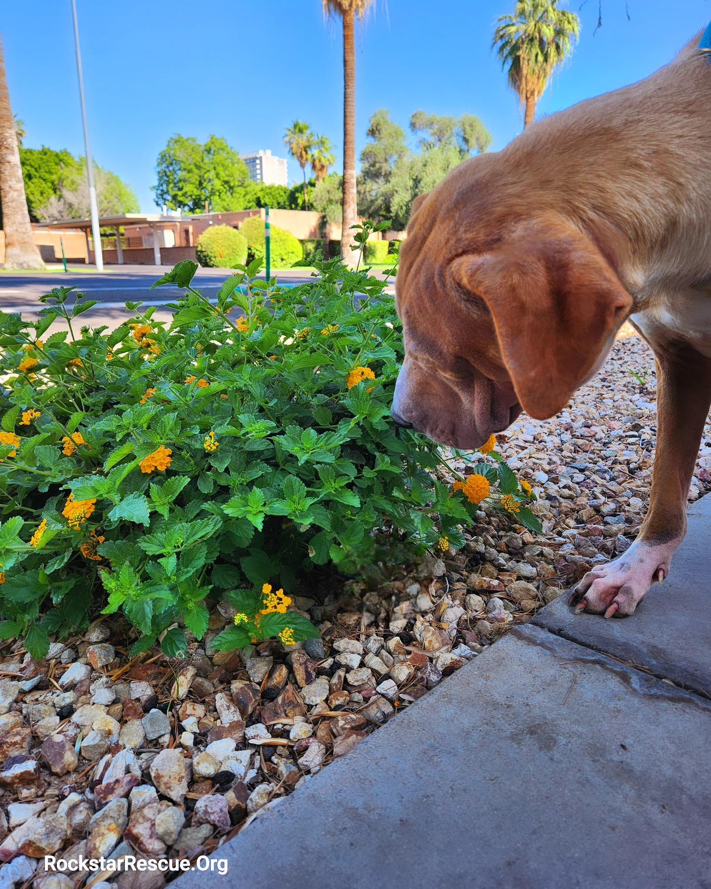 Pluto, a Adoptable mixed breed in Phoenix, AZ image 2/6